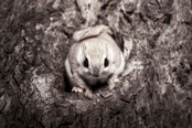 【KOKO Photo artwork】樹上の可憐／Cute animals living in trees