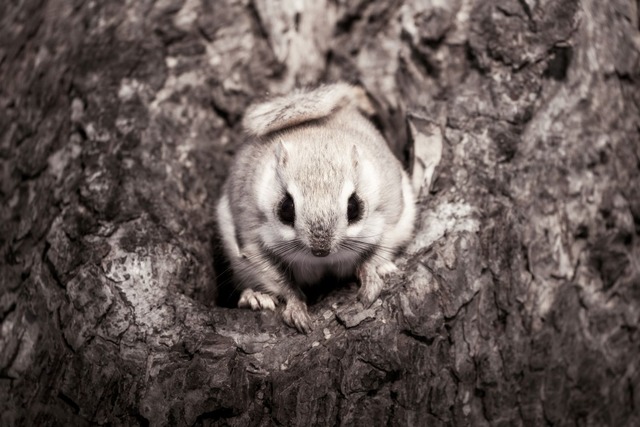【KOKO Photo artwork】樹上の可憐／Cute animals living in trees