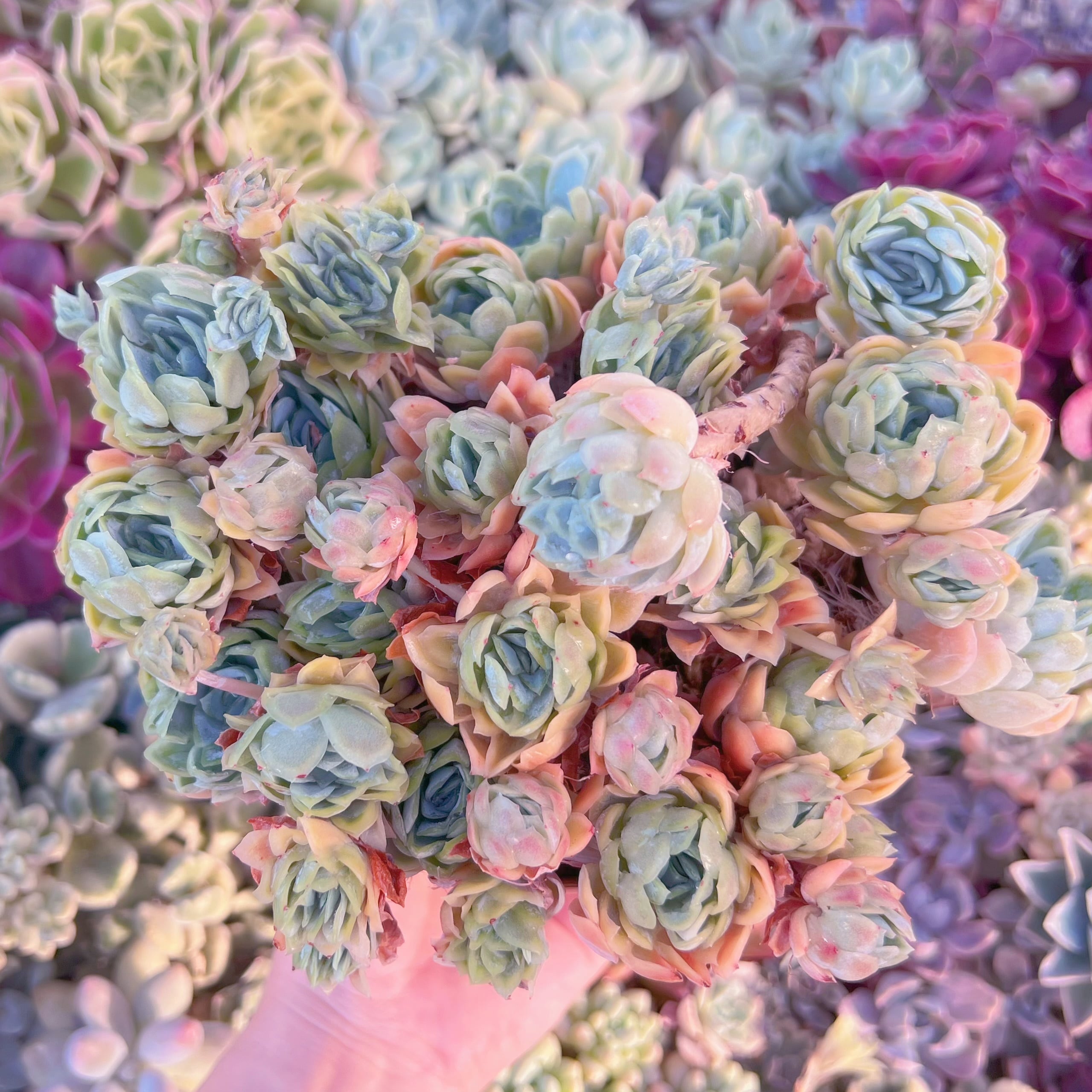 現品　クィーンローズ覆輪錦#729　大群生　るる農園