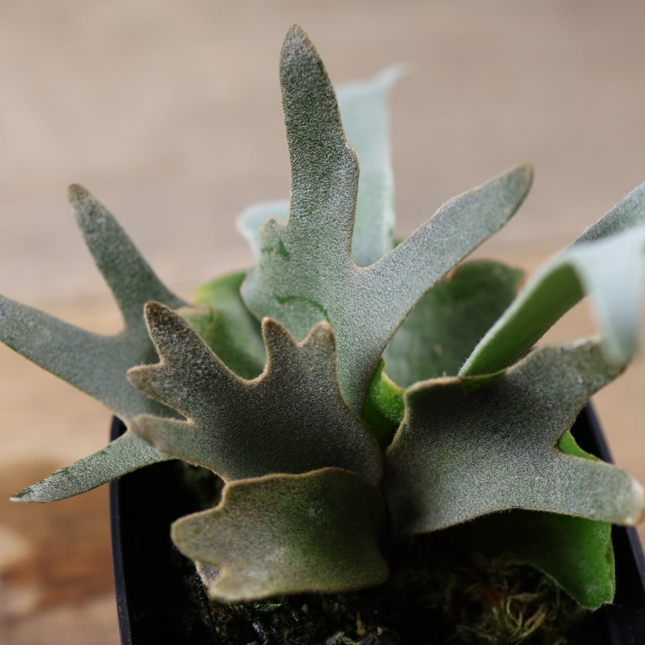 603『ビカクシダ ナノ Nano』 観葉植物【送料無料】 | MARX PLANTS