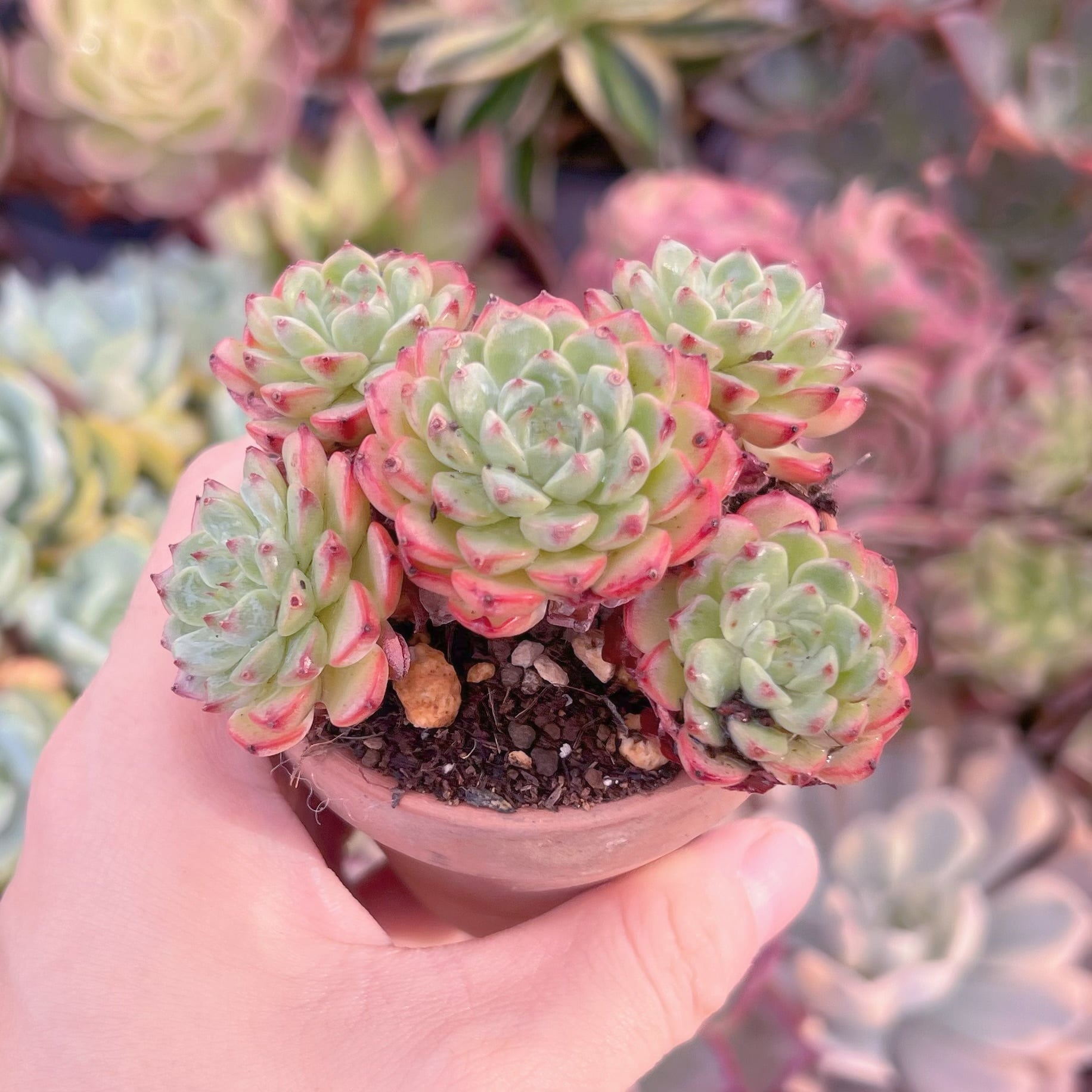 多肉植物　ホワイトミニマ　新入荷