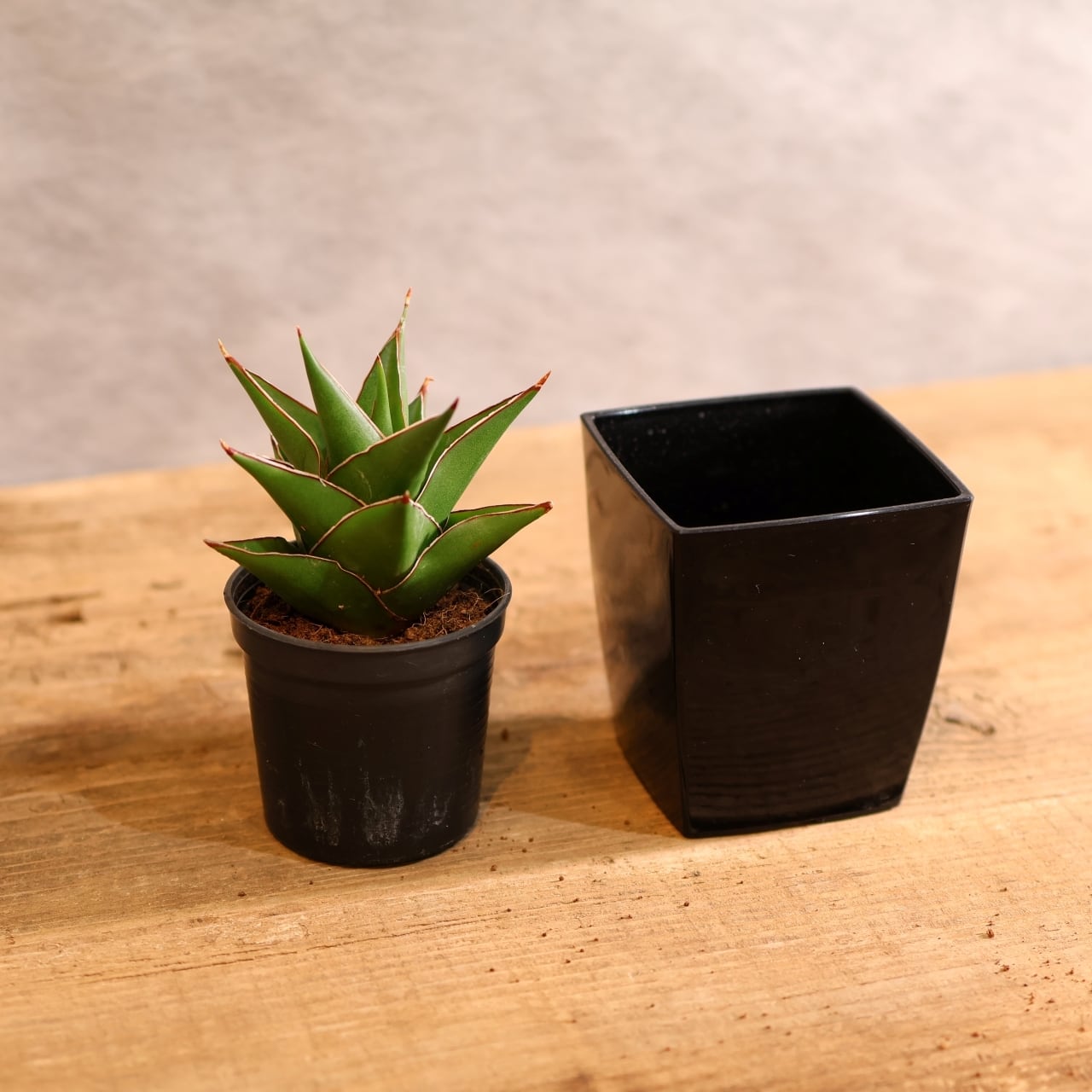 サンスベリア エチオピカ ブルー サンセベリアの館