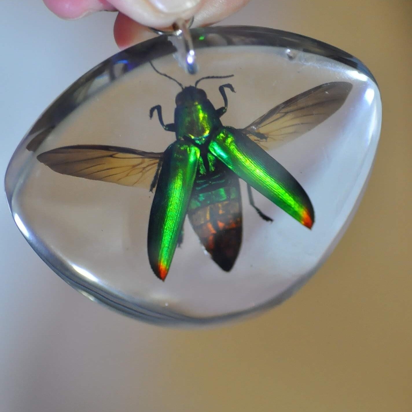 タマムシ 飛翔型 Chrysochroa fulminans キーホルダー | いんどねし屋