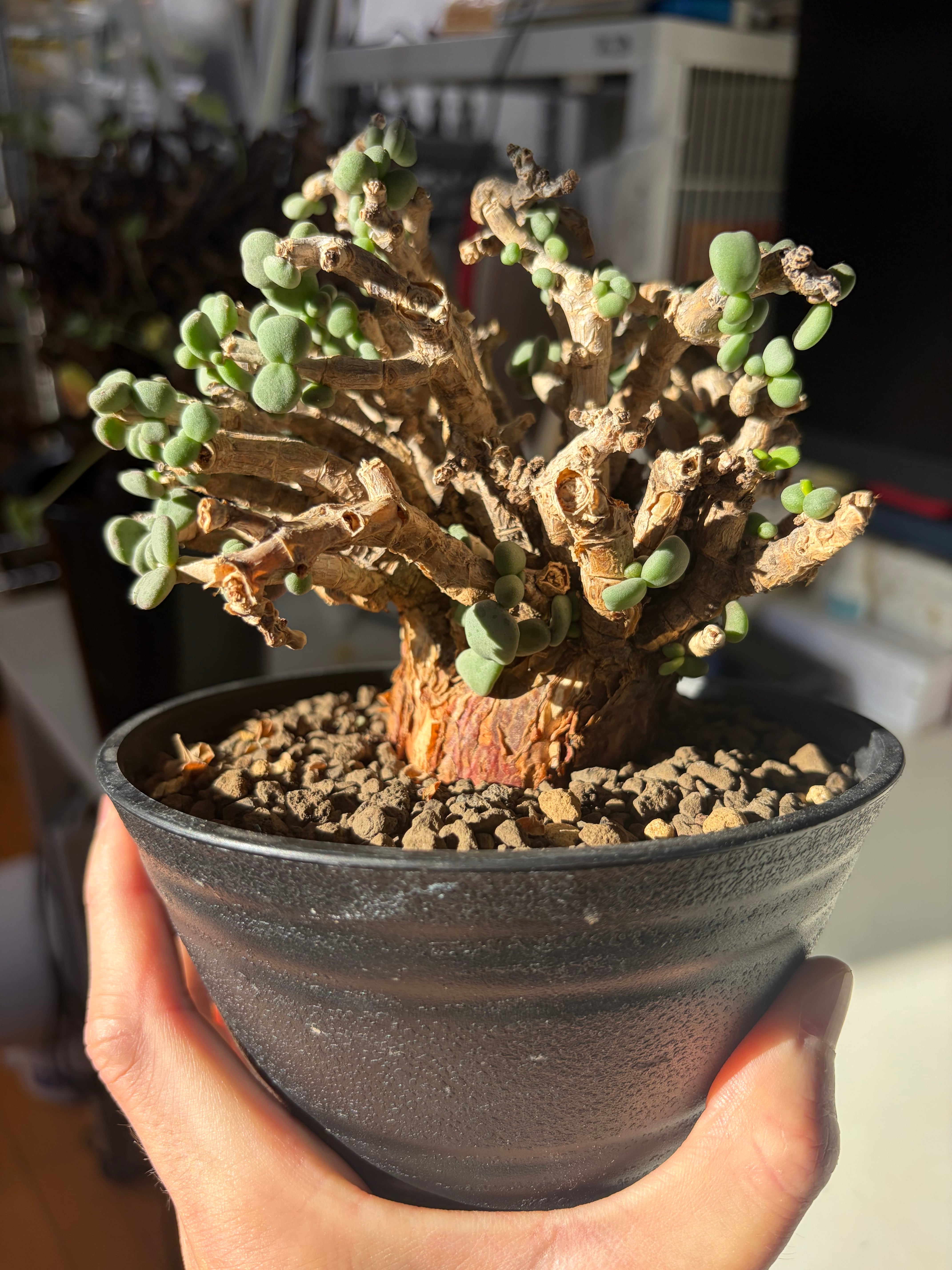 ケラリア ピグマエア 塊根植物 多肉植物 ミラビレ グラキリス
