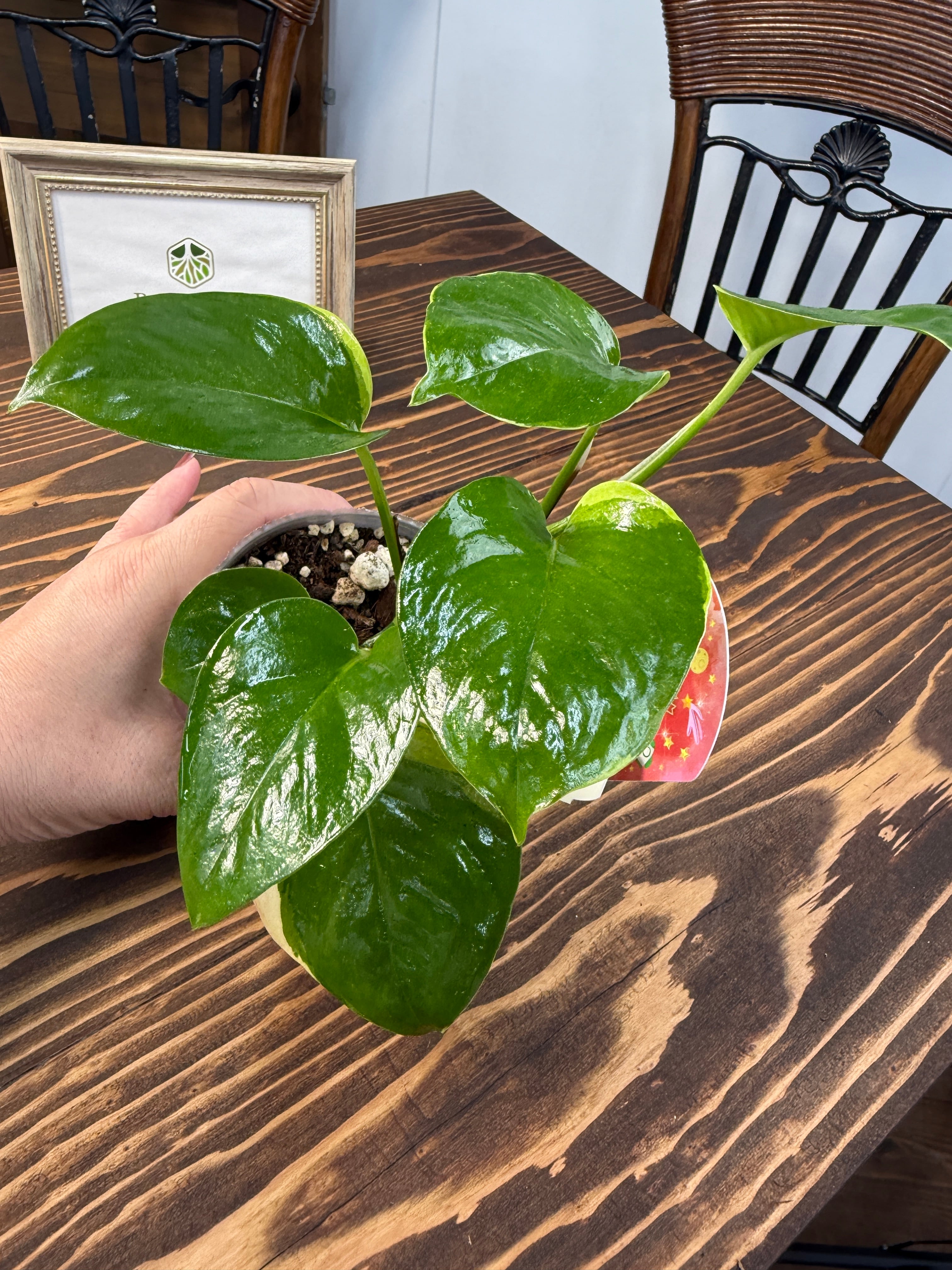 1363【唯一無二の一品】【鷲尾園芸オリジナル商品】 ポトス AWドリーム