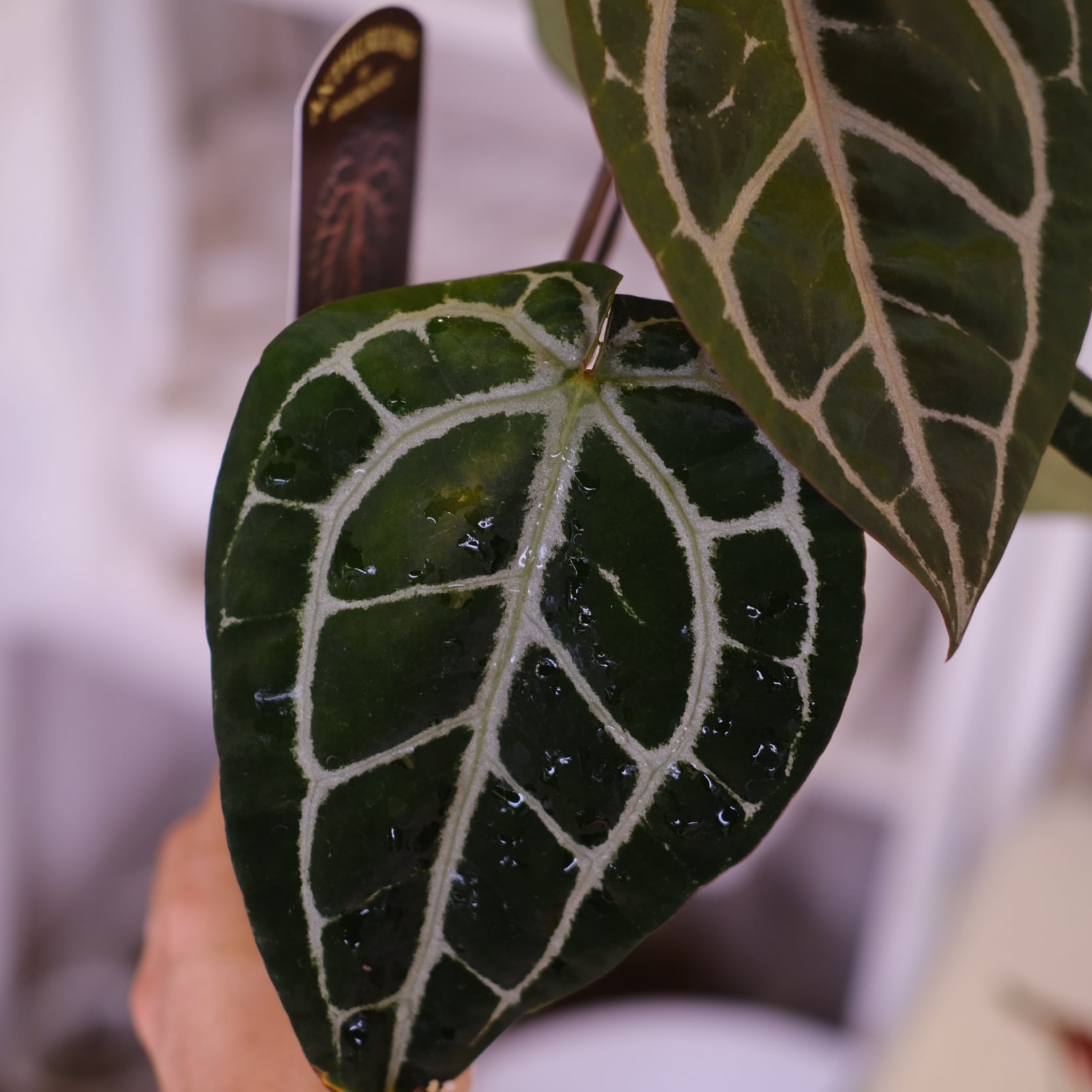 正規タグ】Anthurium 'Michelle' by DOC BLOCK⑯ / アンスリウム
