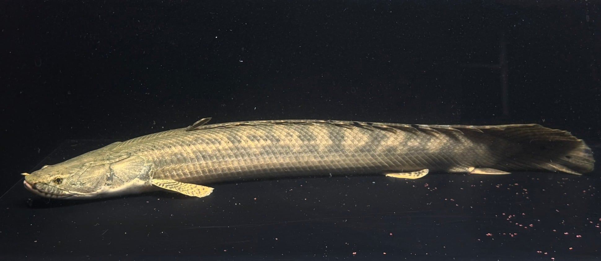 わいるどもんオリジナル 流動式フィルター 60cmサイズ 単品 | アフリカ