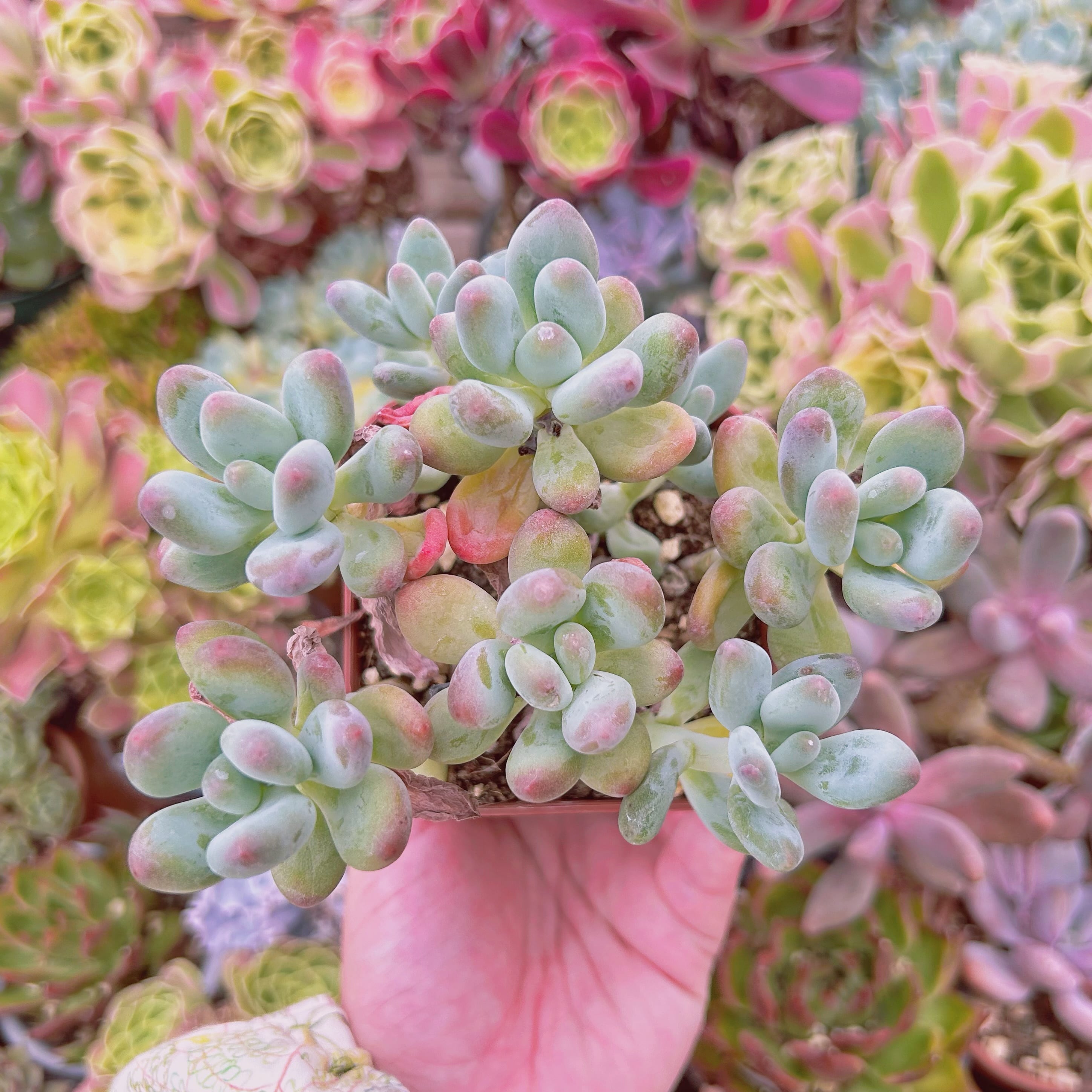 #864現物　多肉植物　アップルチーズ　特大　抜き苗