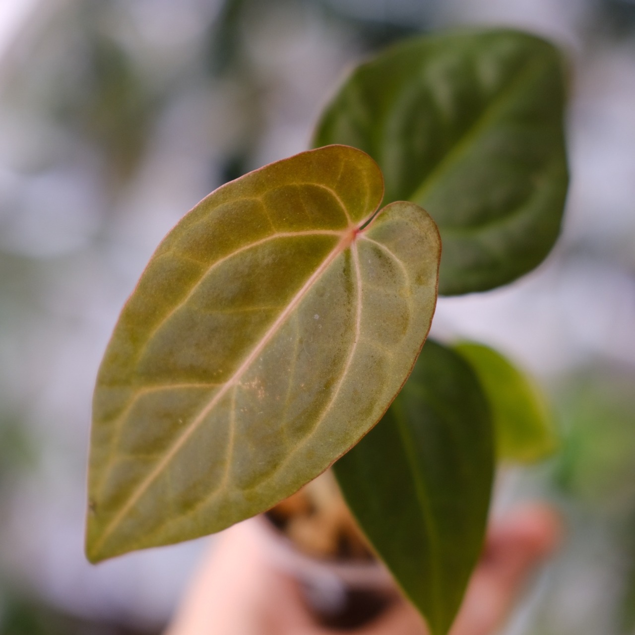 アンスリウム・ミシェル × エースオブスペード / Anthurium 'Michelle'× A. Ace of Spade③│観葉植物