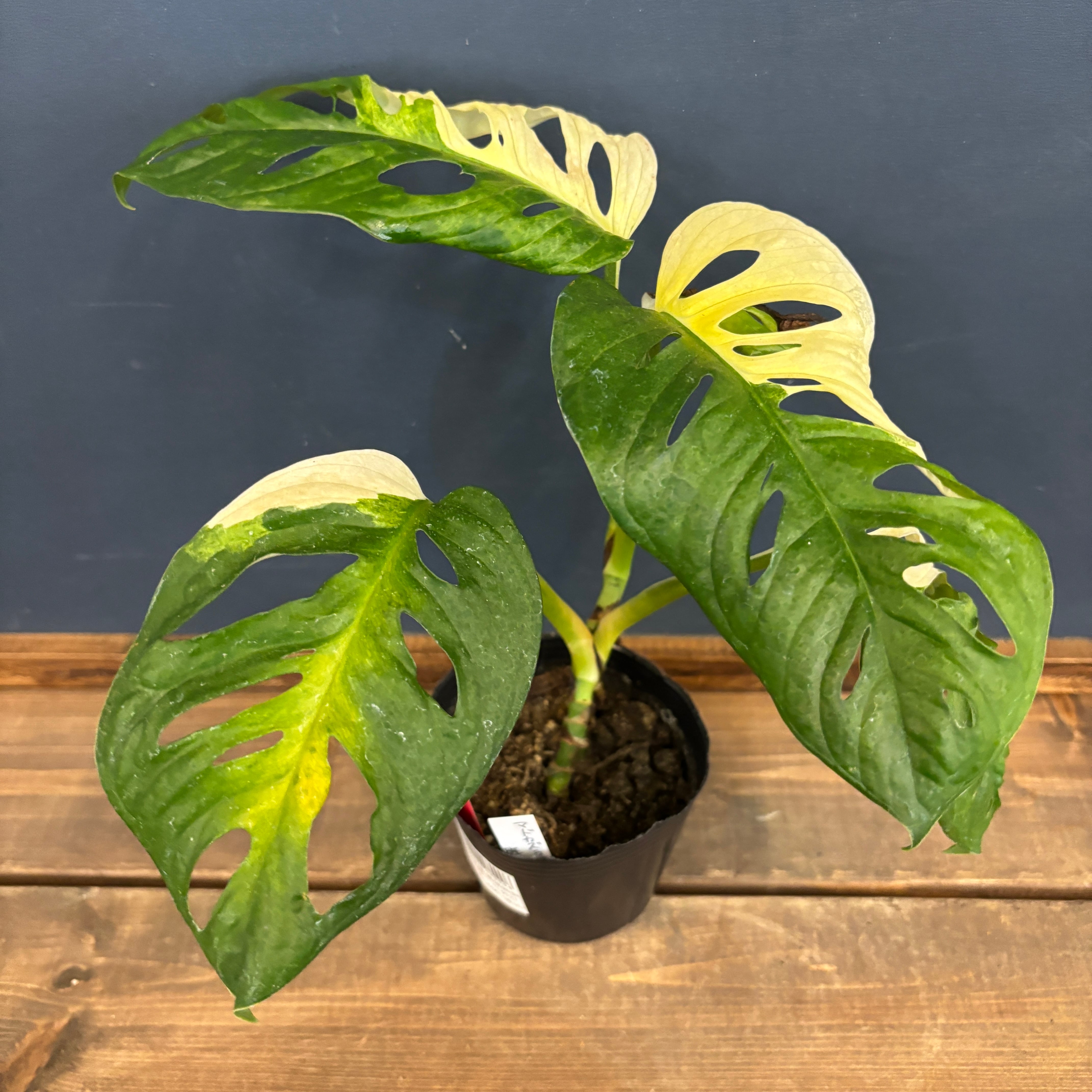 センナ メリディオナリス【574】 | PROTOLEAF プロトリーフ