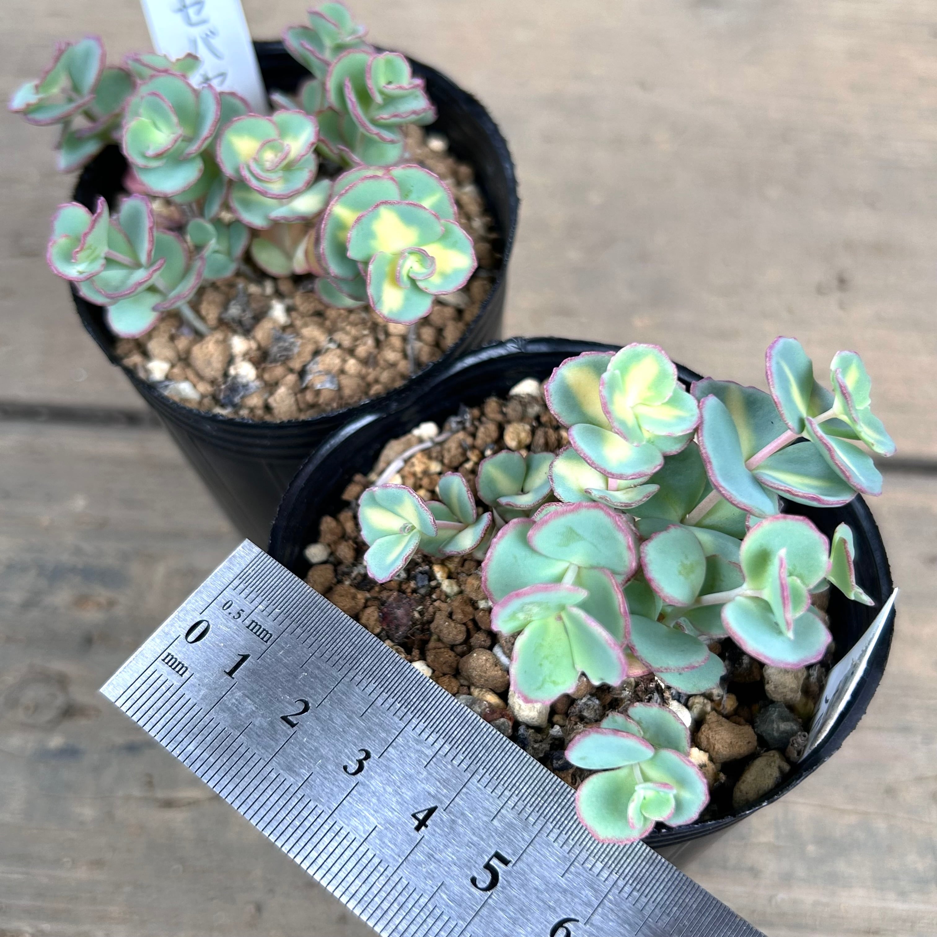 斑入りミセバヤ | RuPo 多肉植物専門店