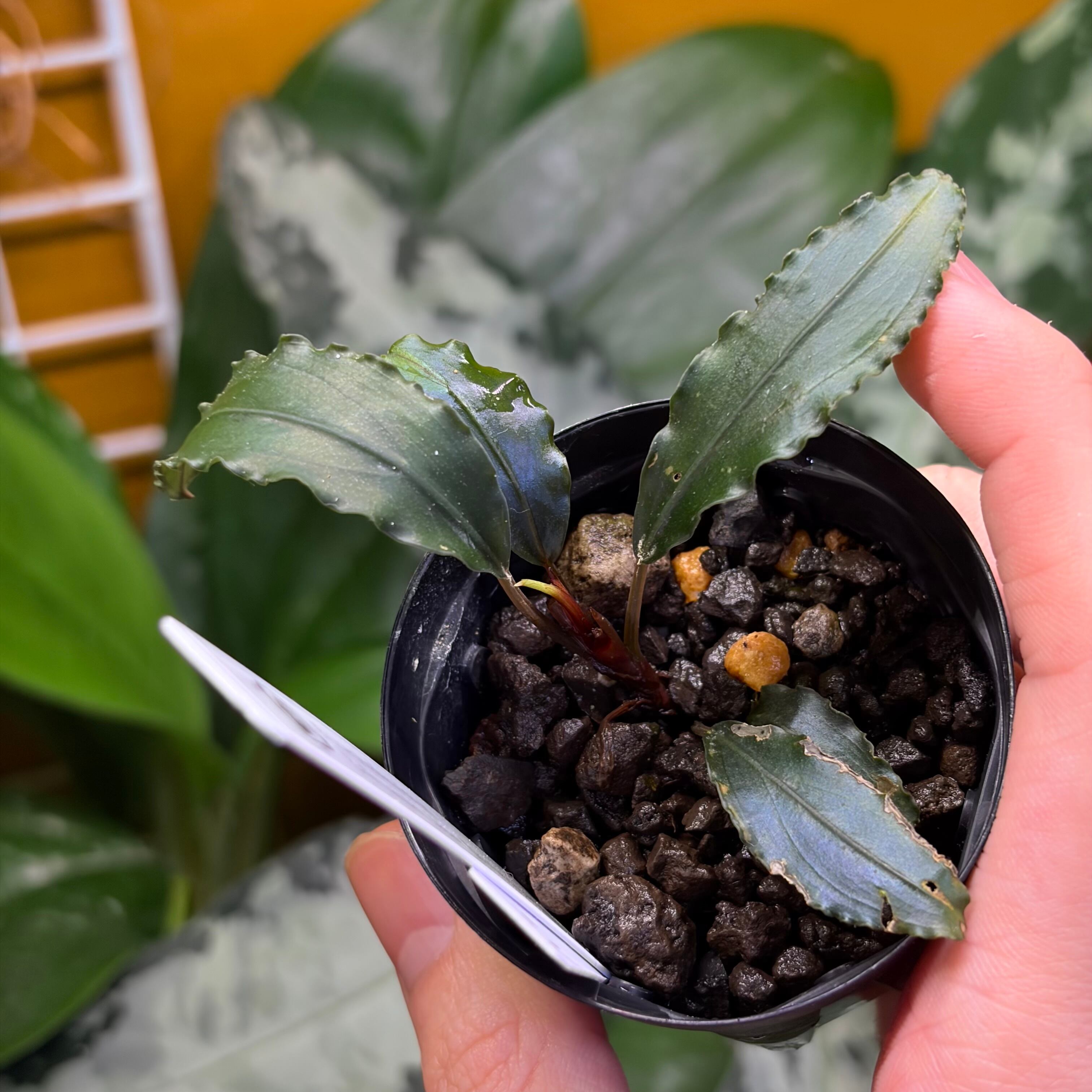 Bucephalandra sp. Kalimantan Barat 【ZOE0226-02m】 No.18 | 熱帯