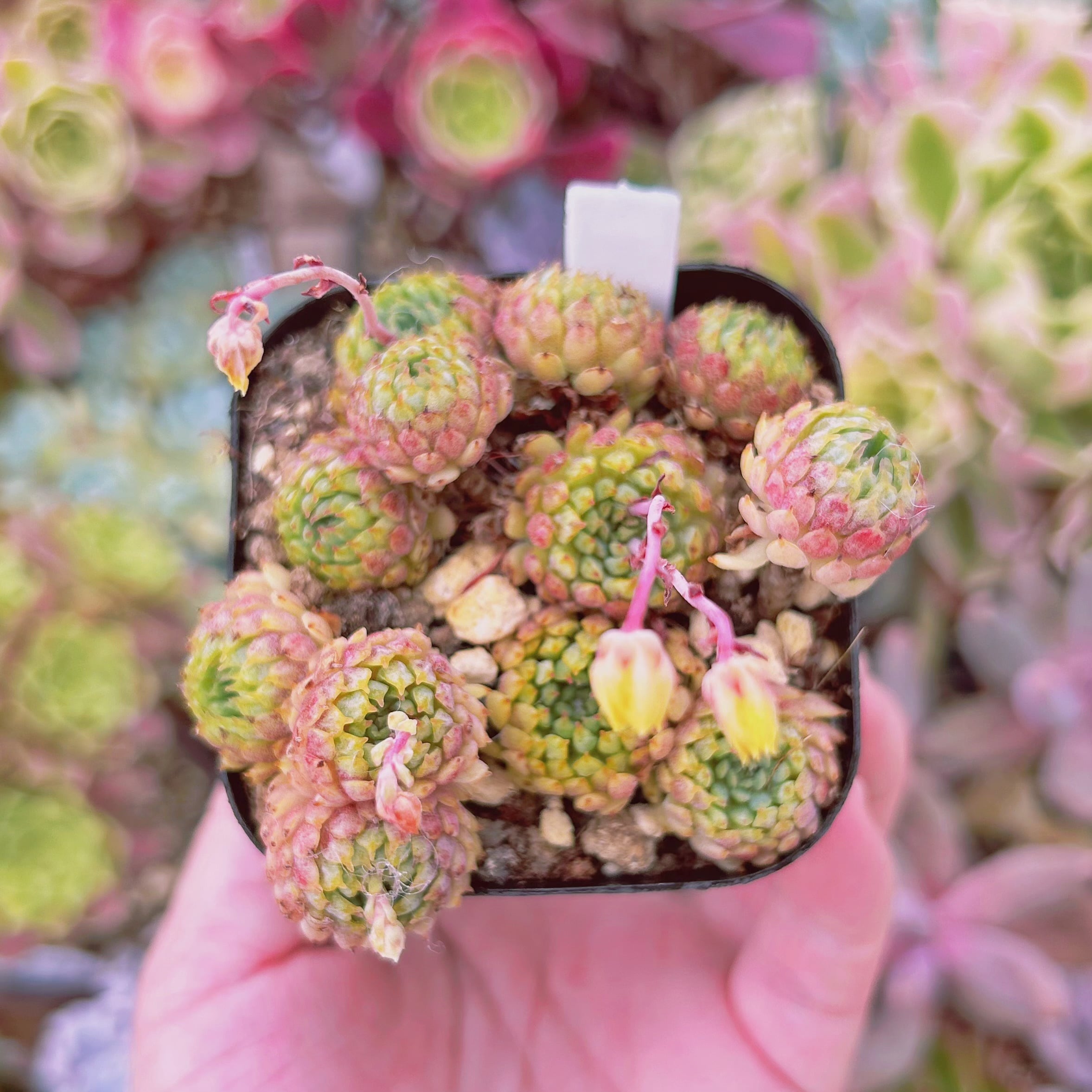 現物　多肉植物　グロブローサ　抜き苗