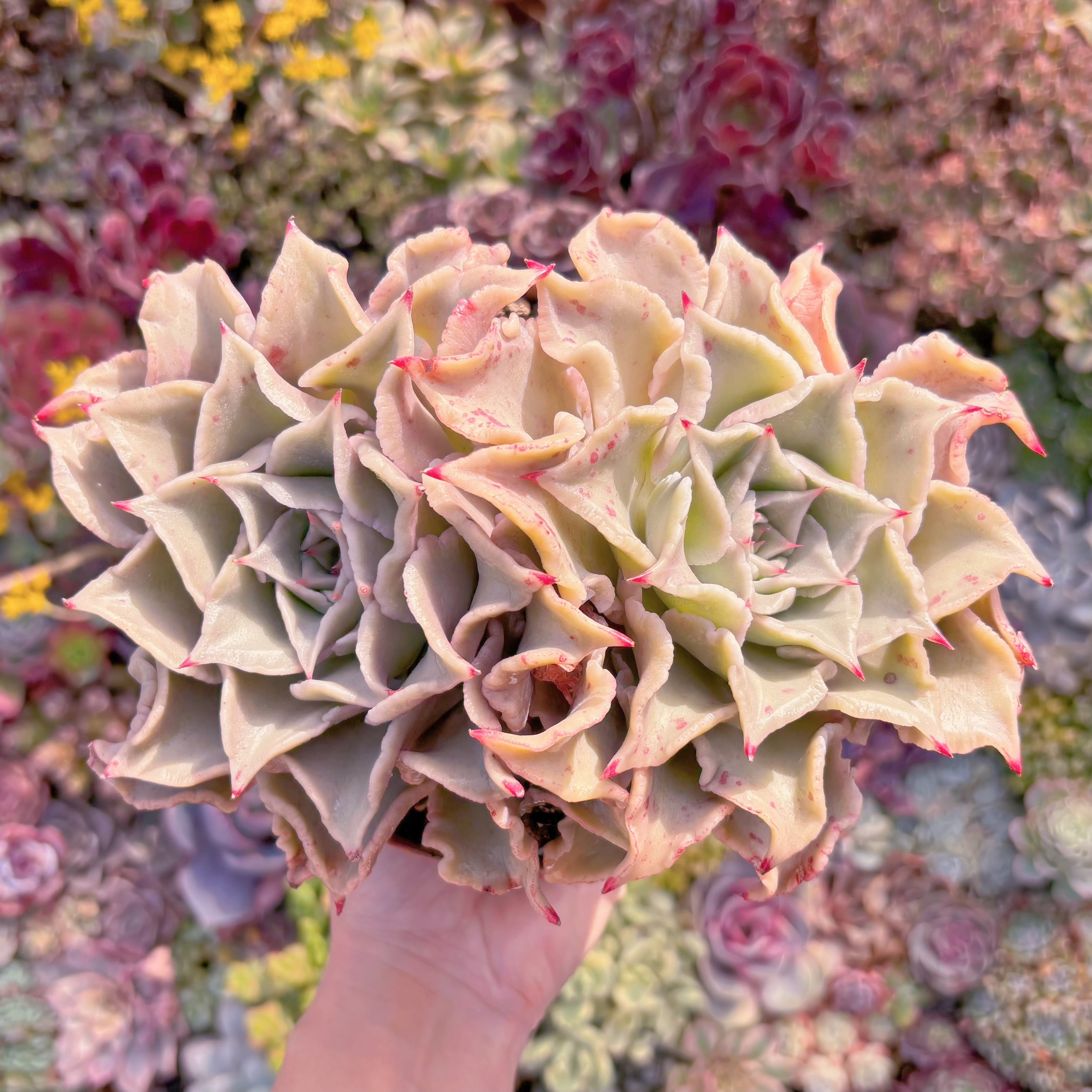 現品　マディバ#644　特大群生　新入荷　るる農園