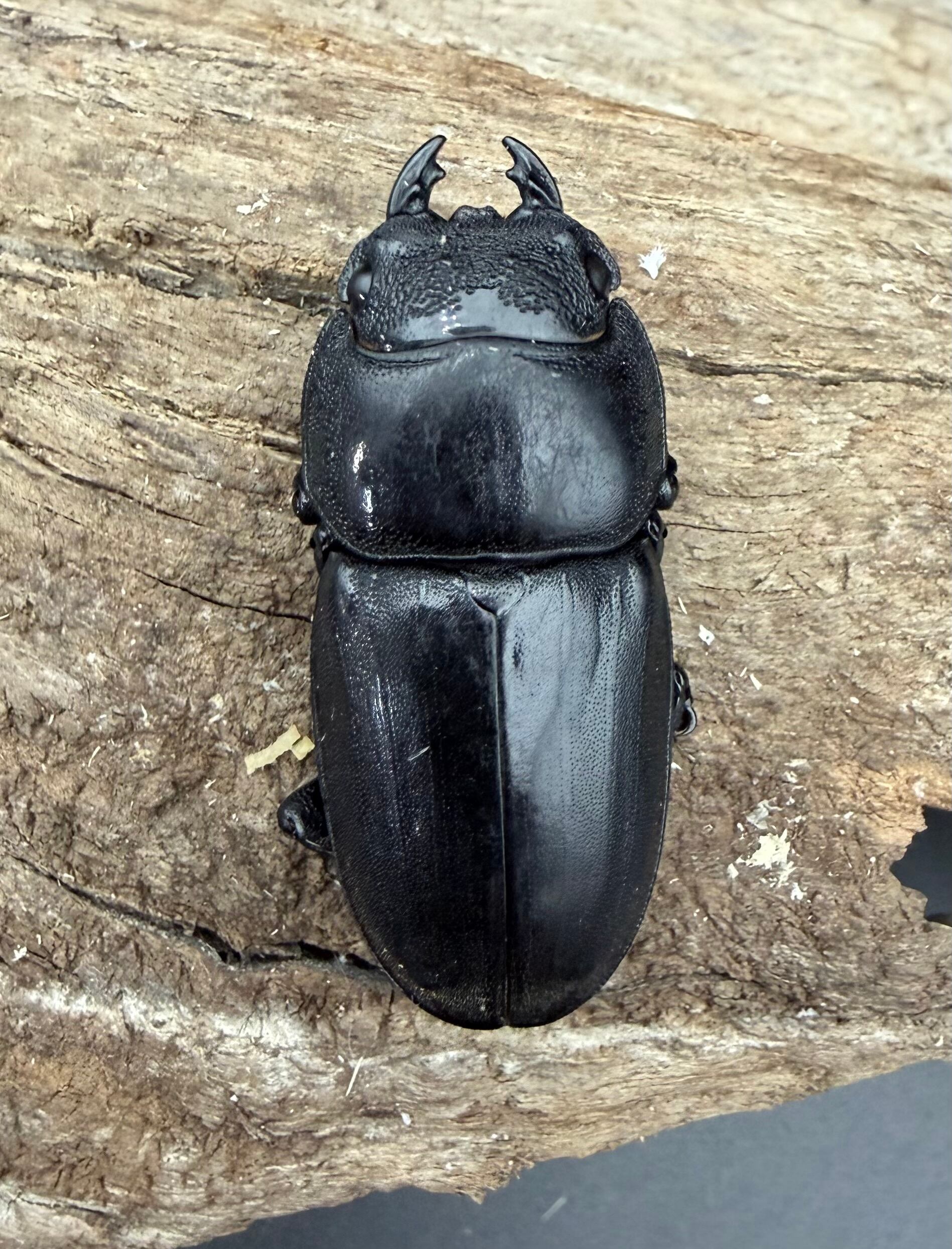 WD】《スマトラオオヒラタ アチェ産 84mm ペア》 | KPW公式オンライン