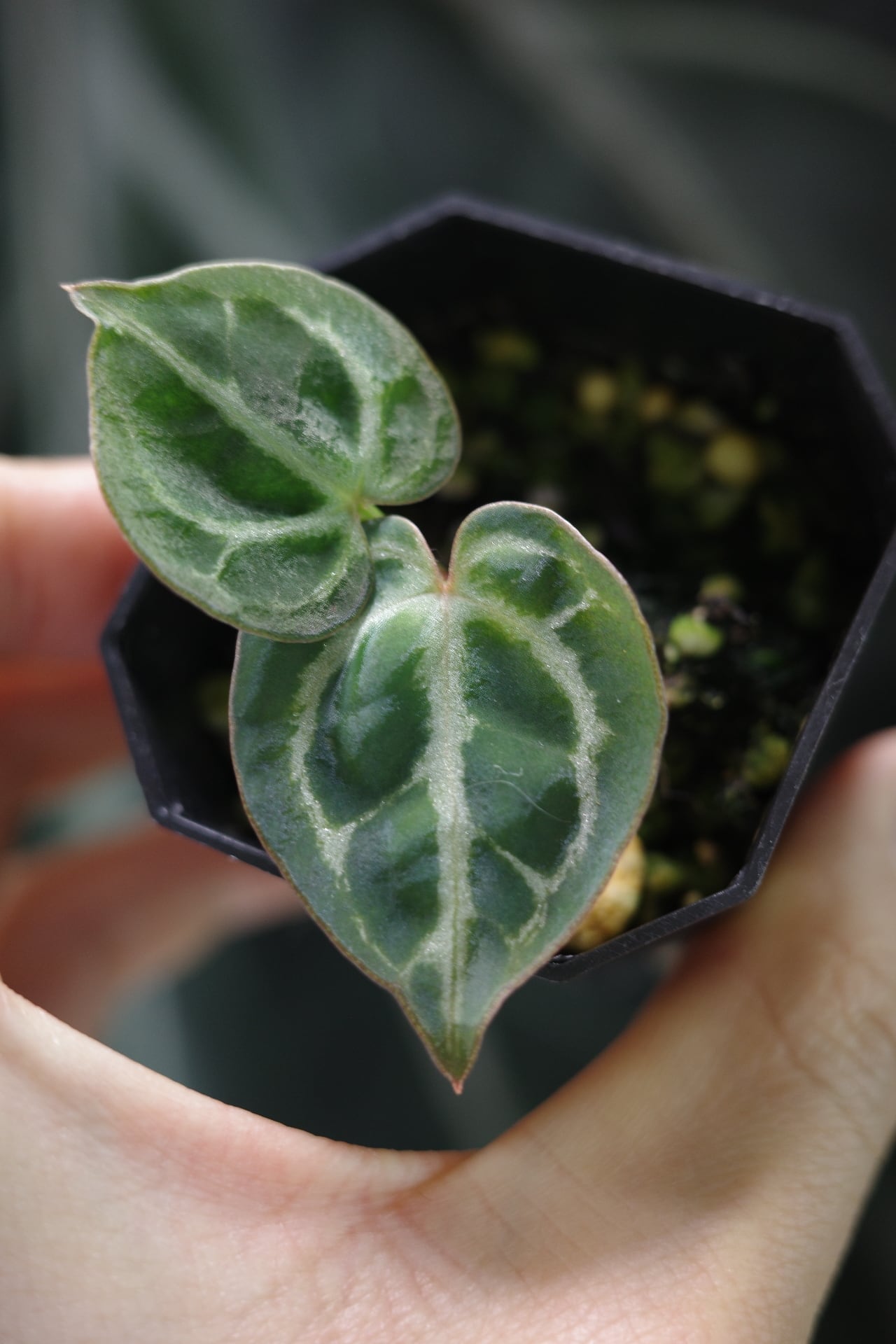 division】Anthurium 'Sunset Frill' | anthuroom