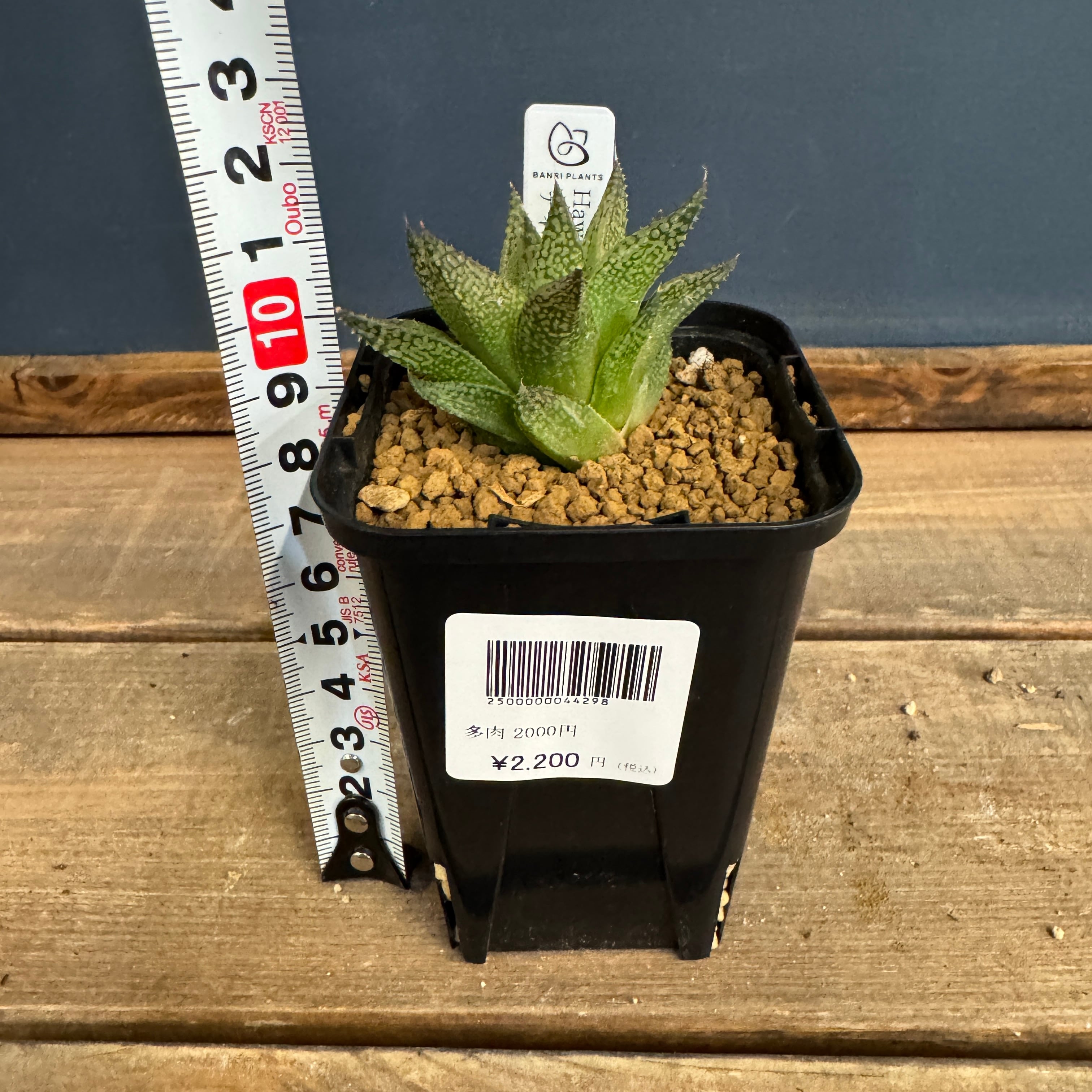 ハオルチア ハイブリット ティンゴジラ【630】 | PROTOLEAF プロトリーフ