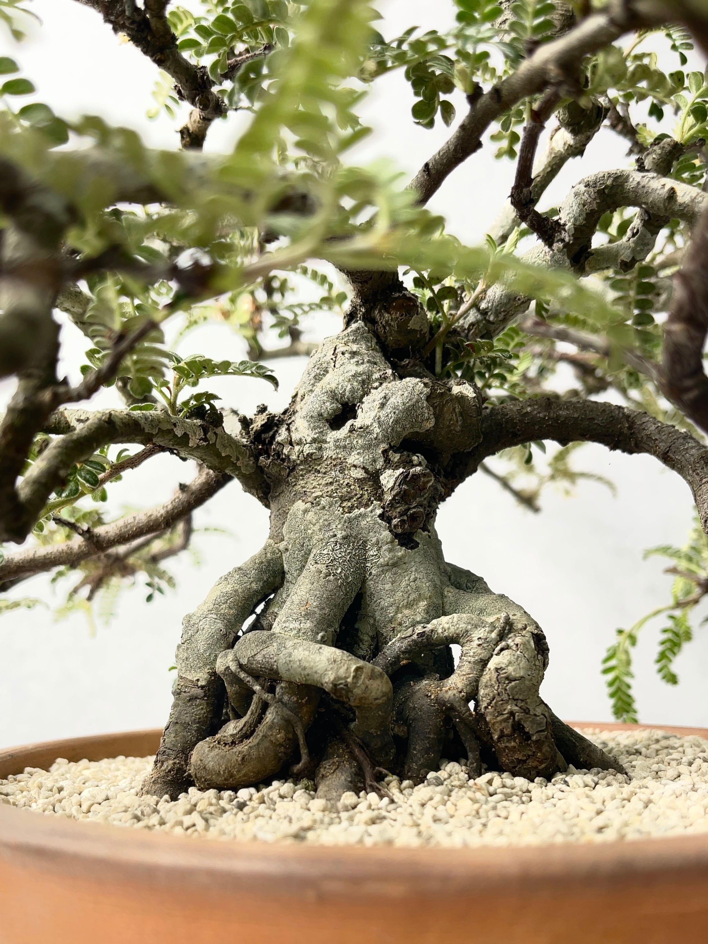 天梅 5b5dfe3e6df05522f59689b63f3d2c