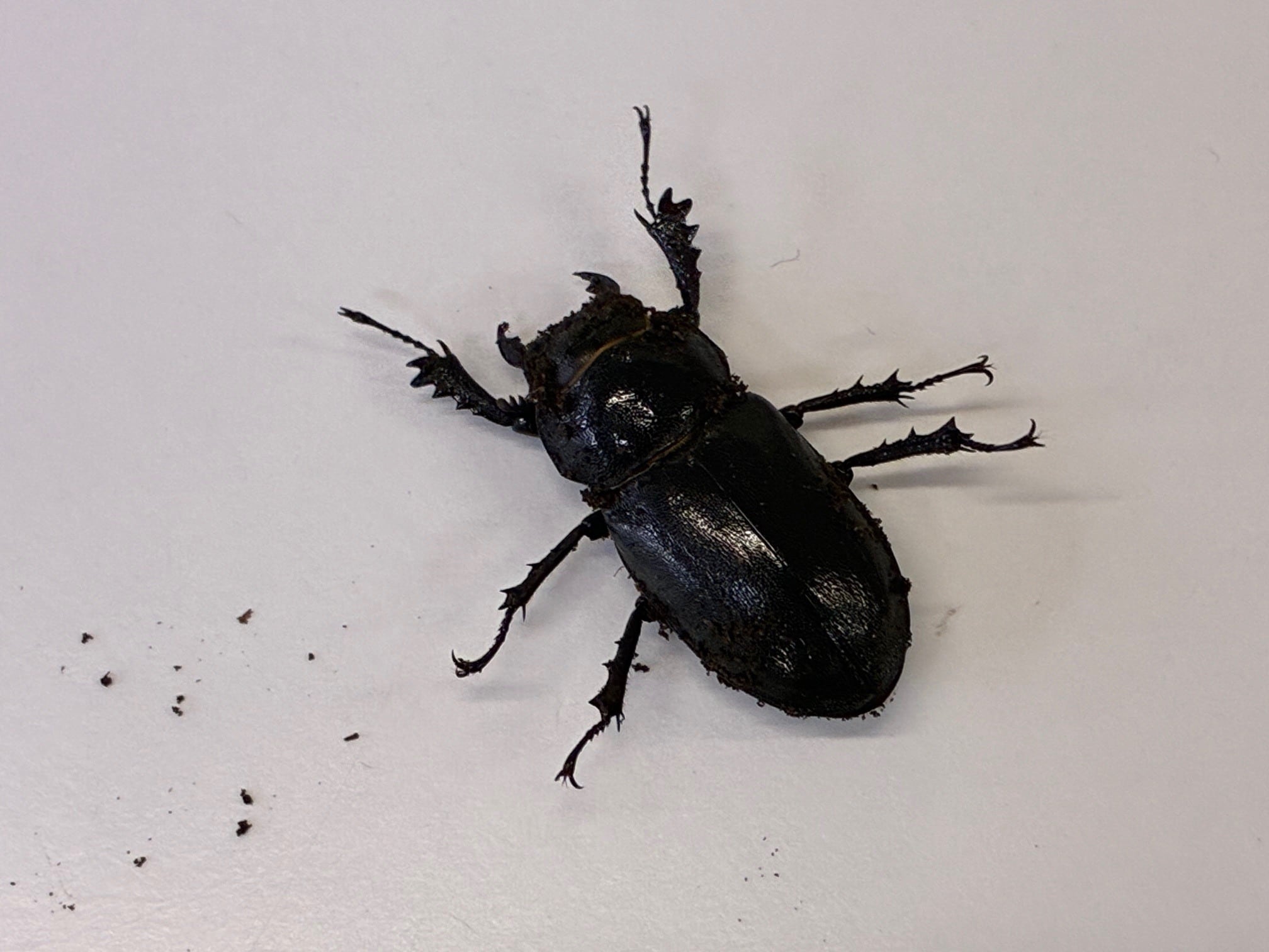 アマミミヤマクワガタ成虫ペア奄美大島油井岳CBF2♂41♀28 | ookuwaland