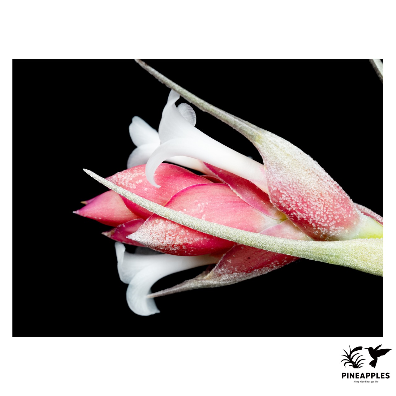 Tillandsia stricta var. albifolia (White Flower) - 4