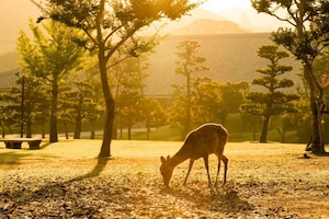 新米!奈良米 玄米10kg|冷めても美味しい!奈良のヒノヒカリ 2025年 令和7年産