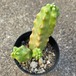 サボテン　桃太郎