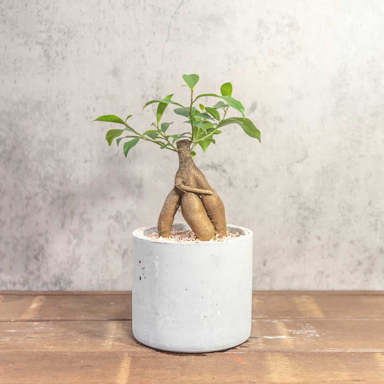 手づくりモルタル鉢仕立て 躍動感ある根形が魅力のガジュマル 根の健康を守る独自配合の用土を使用した一株ごとの厳選仕入れ個体■虫発生抑制【全国一律送料850円】