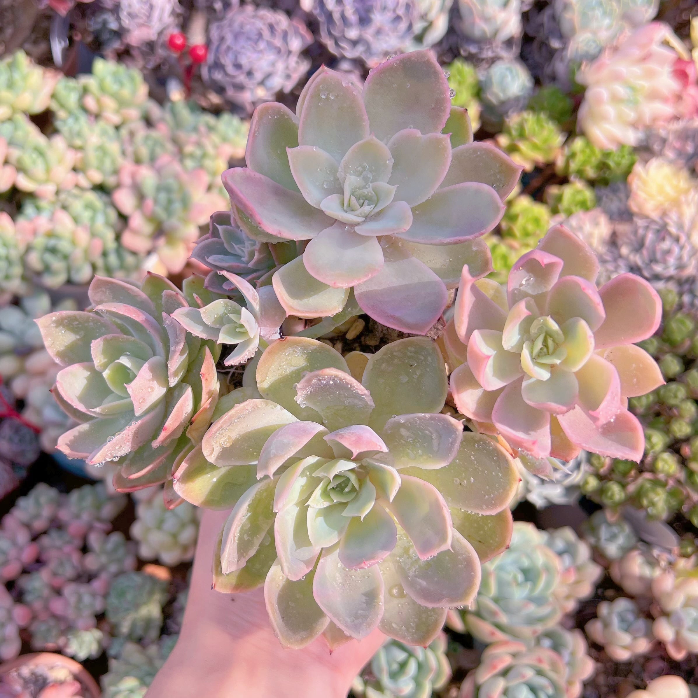 現物　silkveli#F089　大苗　るる農園