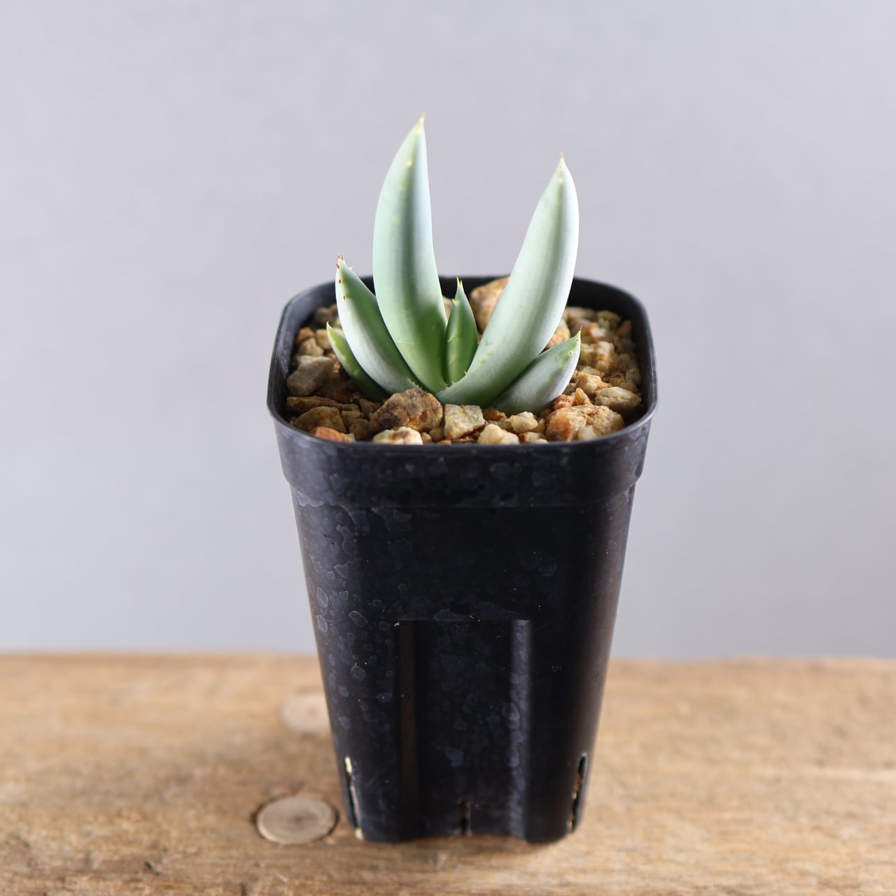 618『アロエ Aloe asperifolia A. Berger 1905.』観葉植物【送料無料
