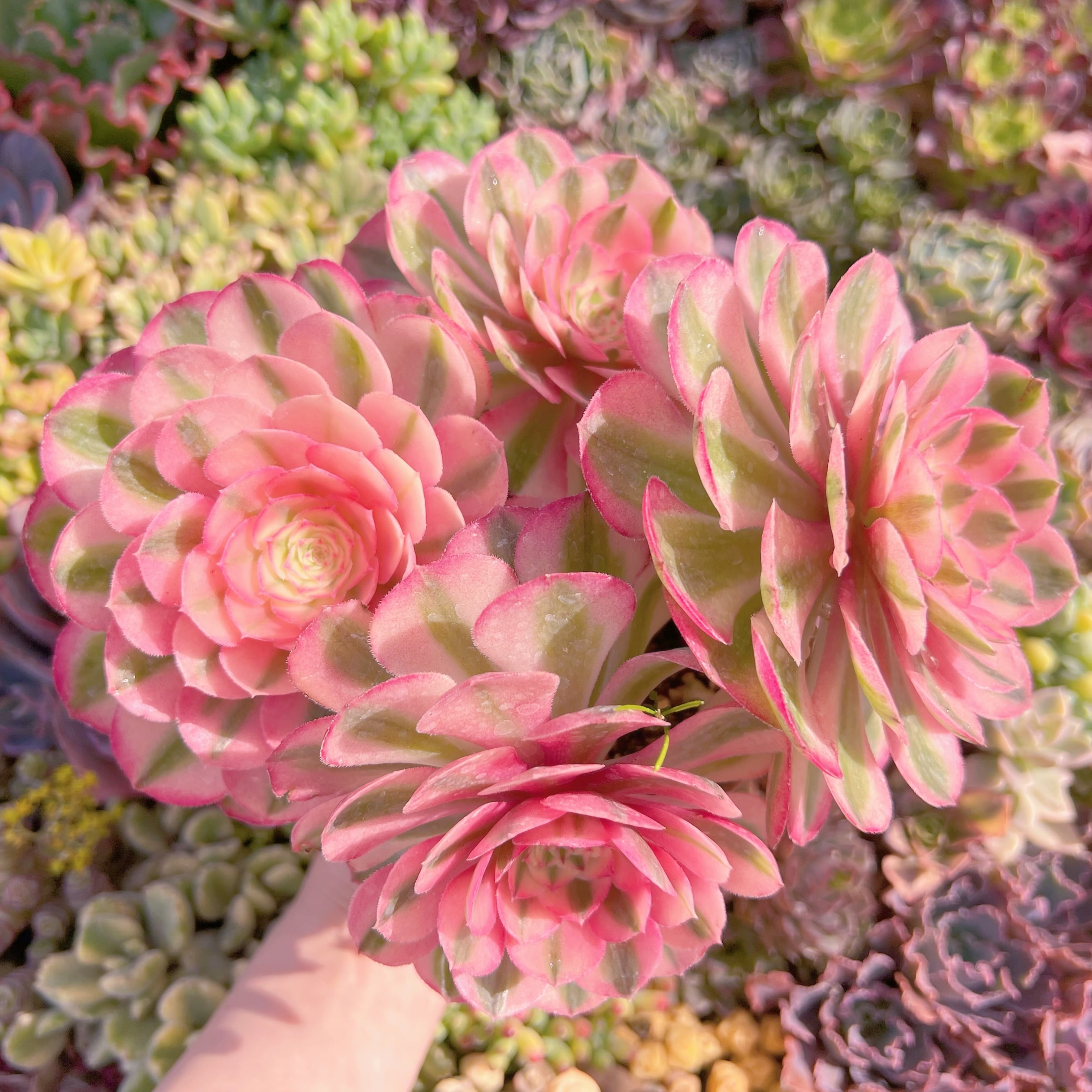 現品　傾城#K133　大群生　新入荷　るる農園