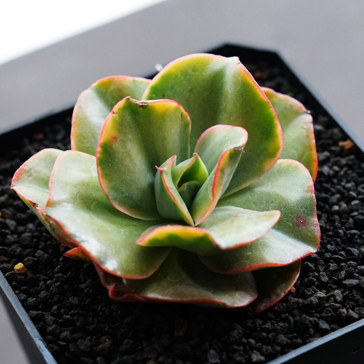 カット苗 古琴錦 【日本初上陸？】 Echeveria 'Mini Gossaon Variegated'