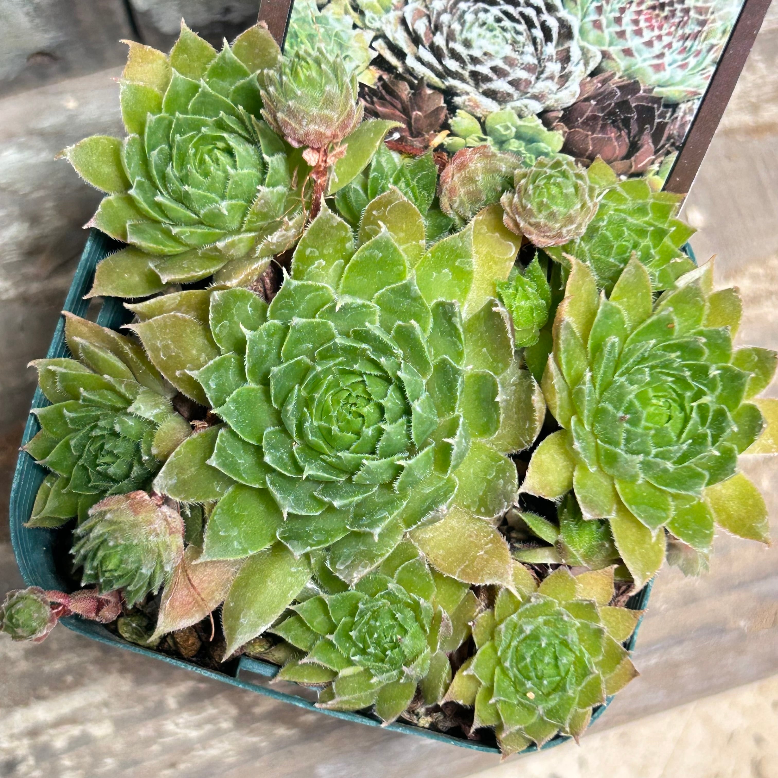 センペル | RuPo 多肉植物専門店