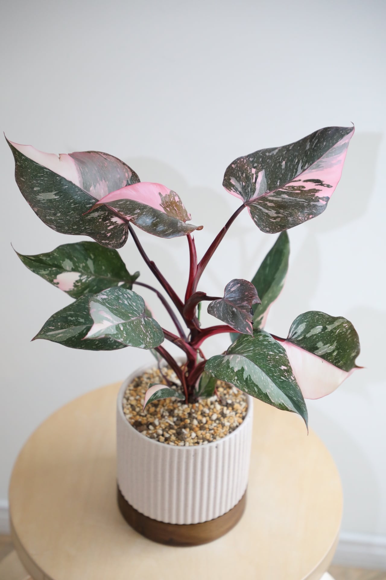 M】フィロデンドロン ピンクプリンセス/Philodendron Pink Princess