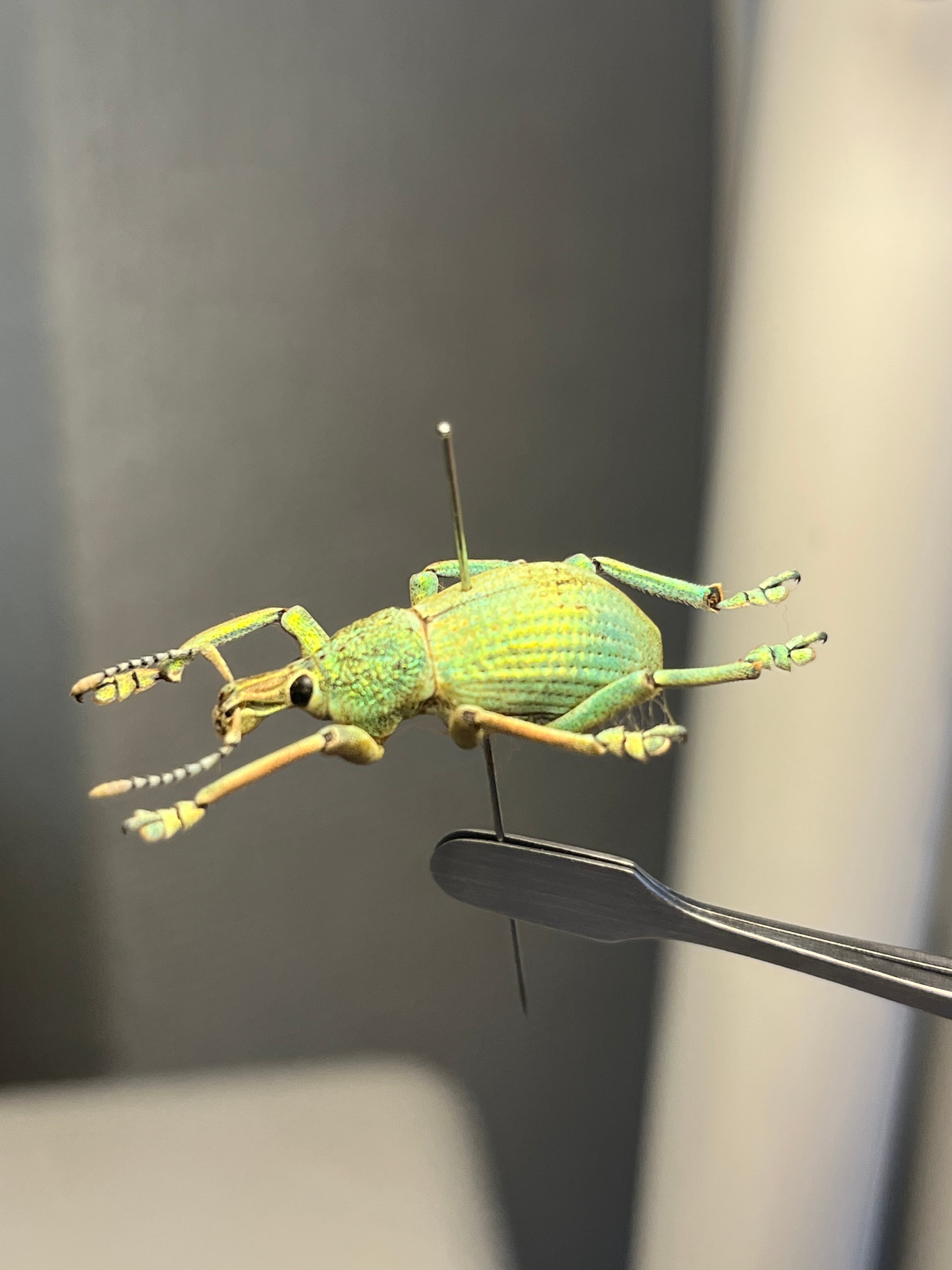 ホウセキゾウムシの一種 標本Eupholus bruyni？ カミキリ昆虫ゼリー