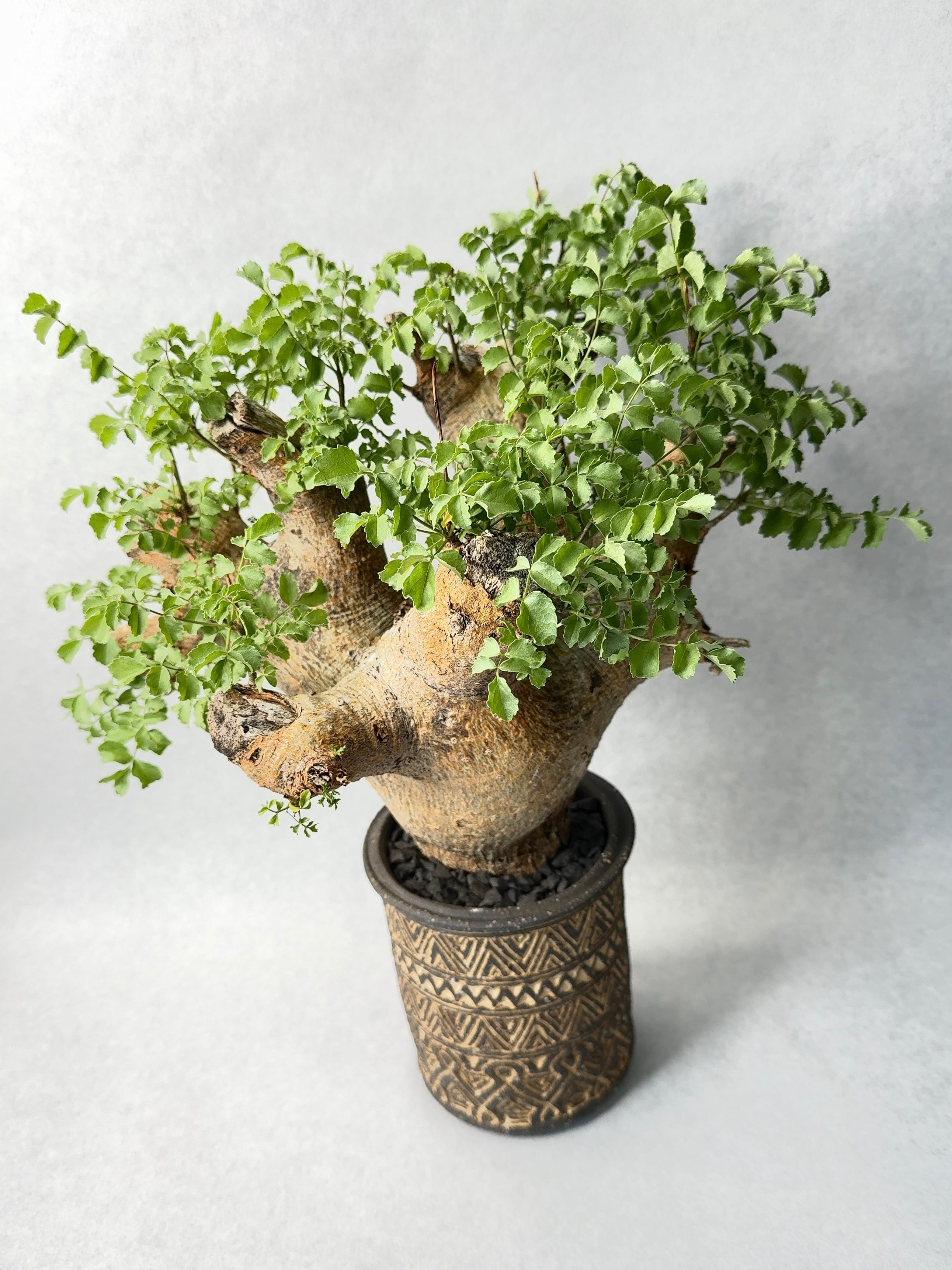 コミュフォラ サクシコラ みやび鉢 現地球 発根済み コミュフォラ サクシコラ みやび鉢 現地球 発根済み - メルカリ