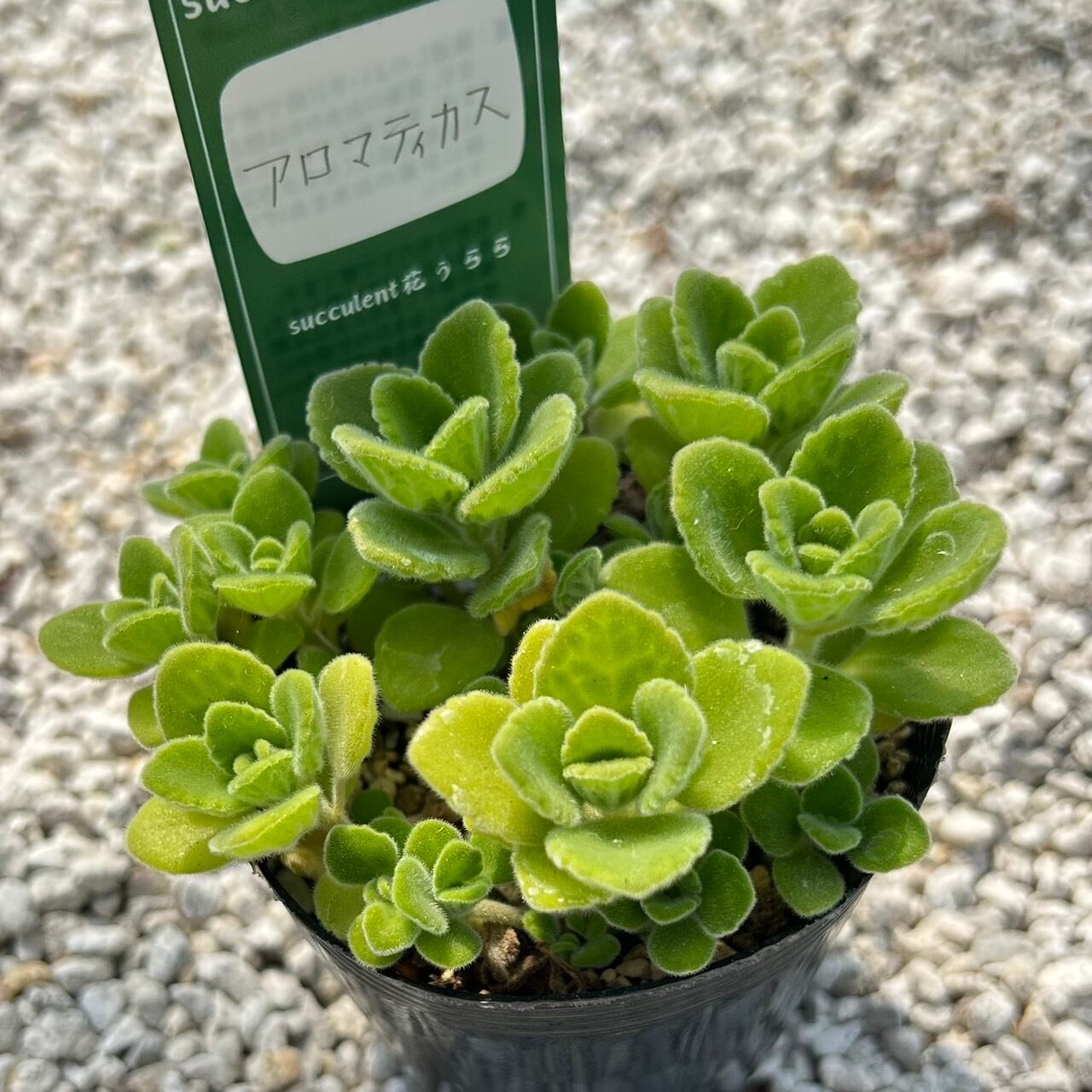 ALL ITEM | Succulent 花うらら 〜多肉植物
