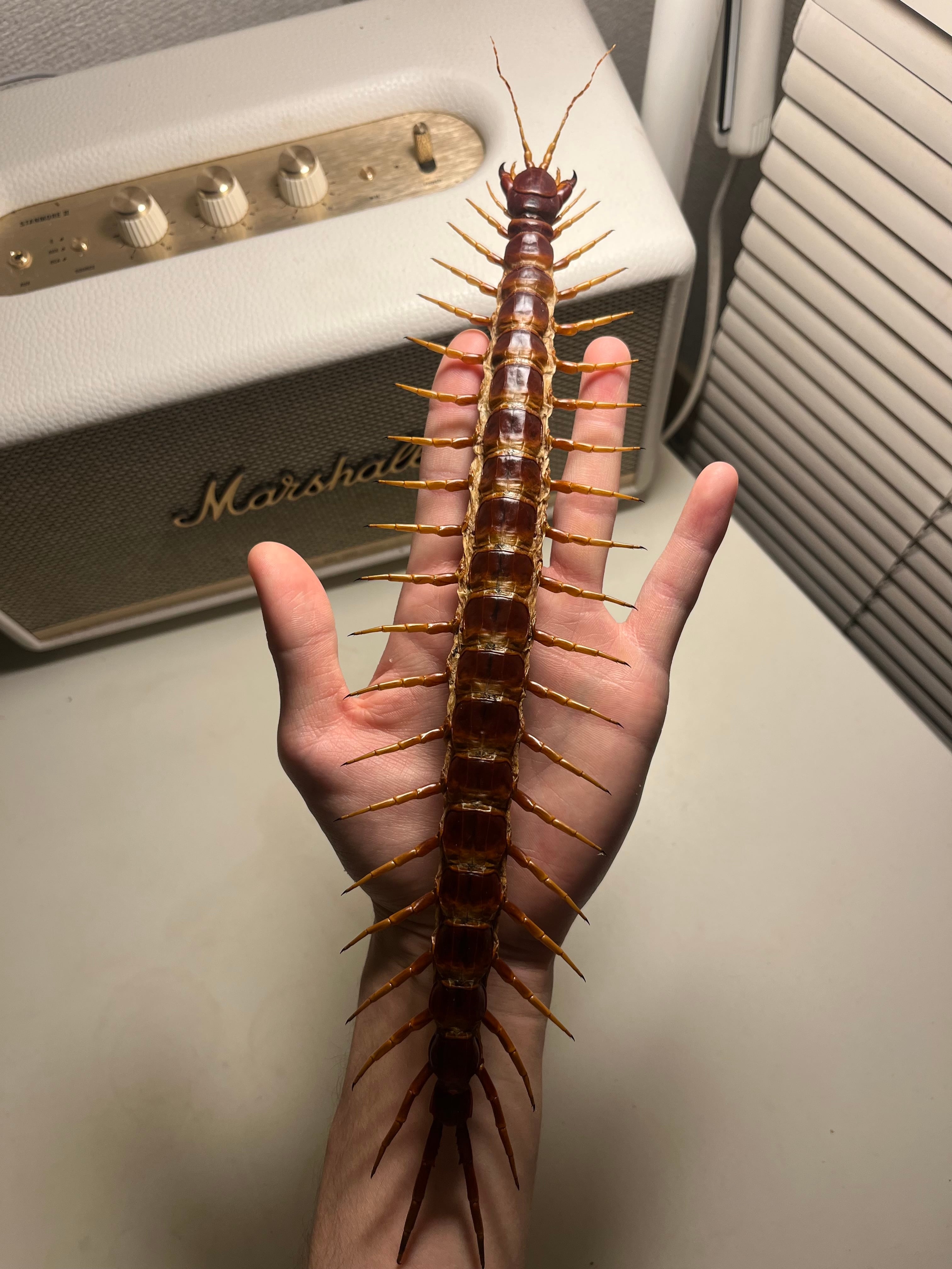 顎特大】オオアゴヘビトンボ ペルー産 奇蟲 タランチュラ ムカデ 標本