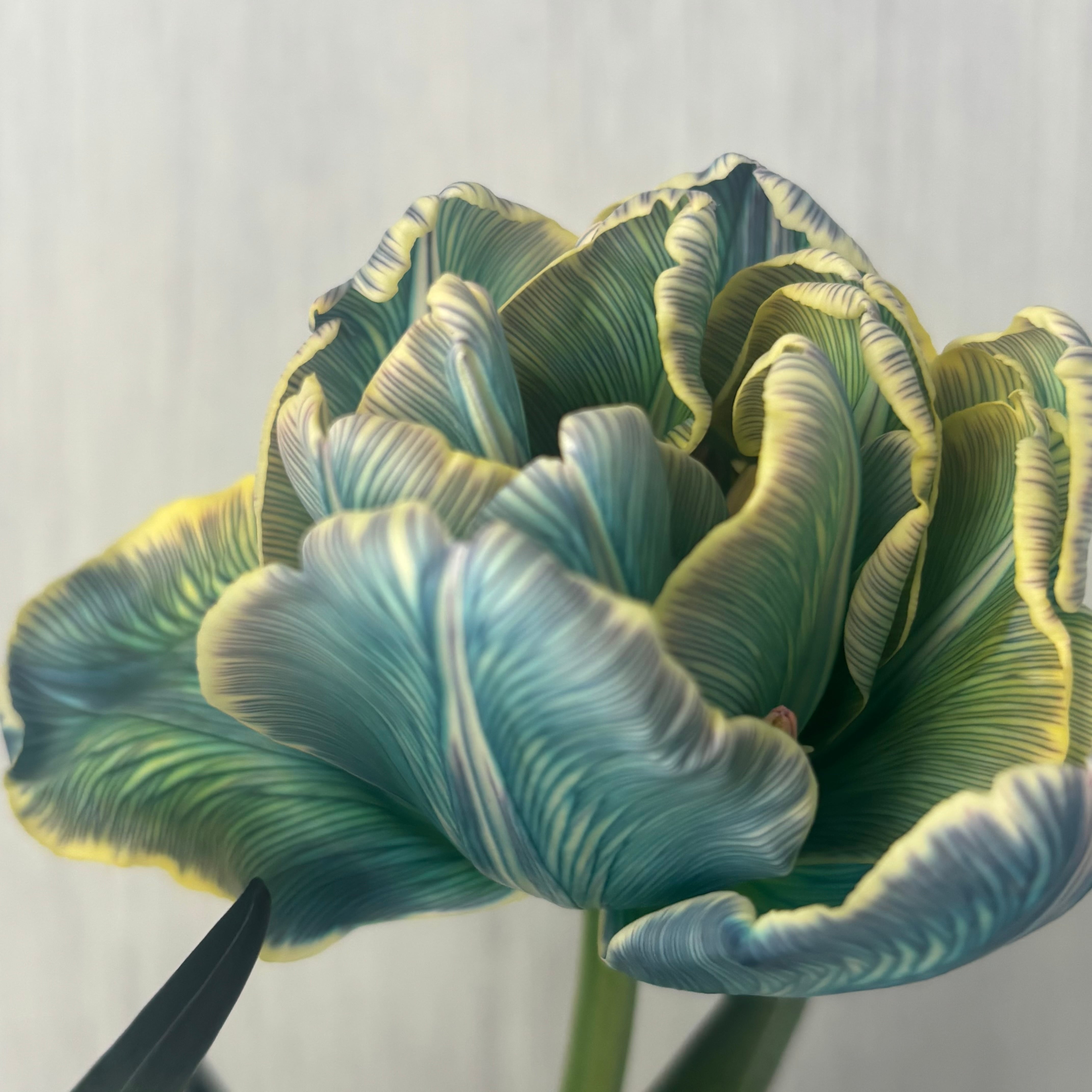 今週のチューリップ 即出荷】 ブルー色の染めチューリップ八重咲き