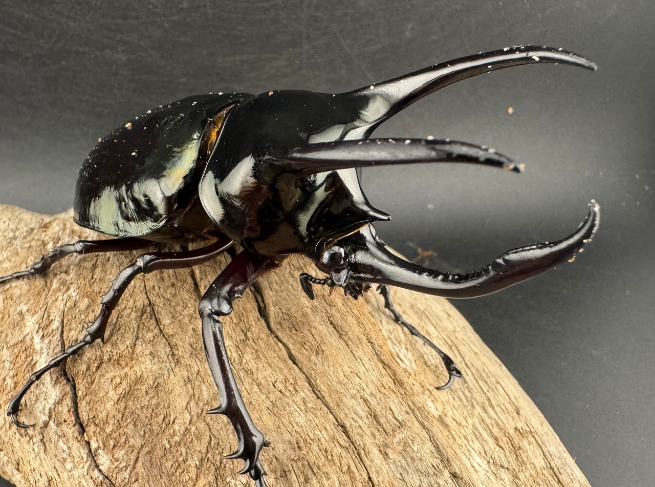 【WD】《アトラスオオカブト亜種マンテツ ラオス産 88mm ペア》