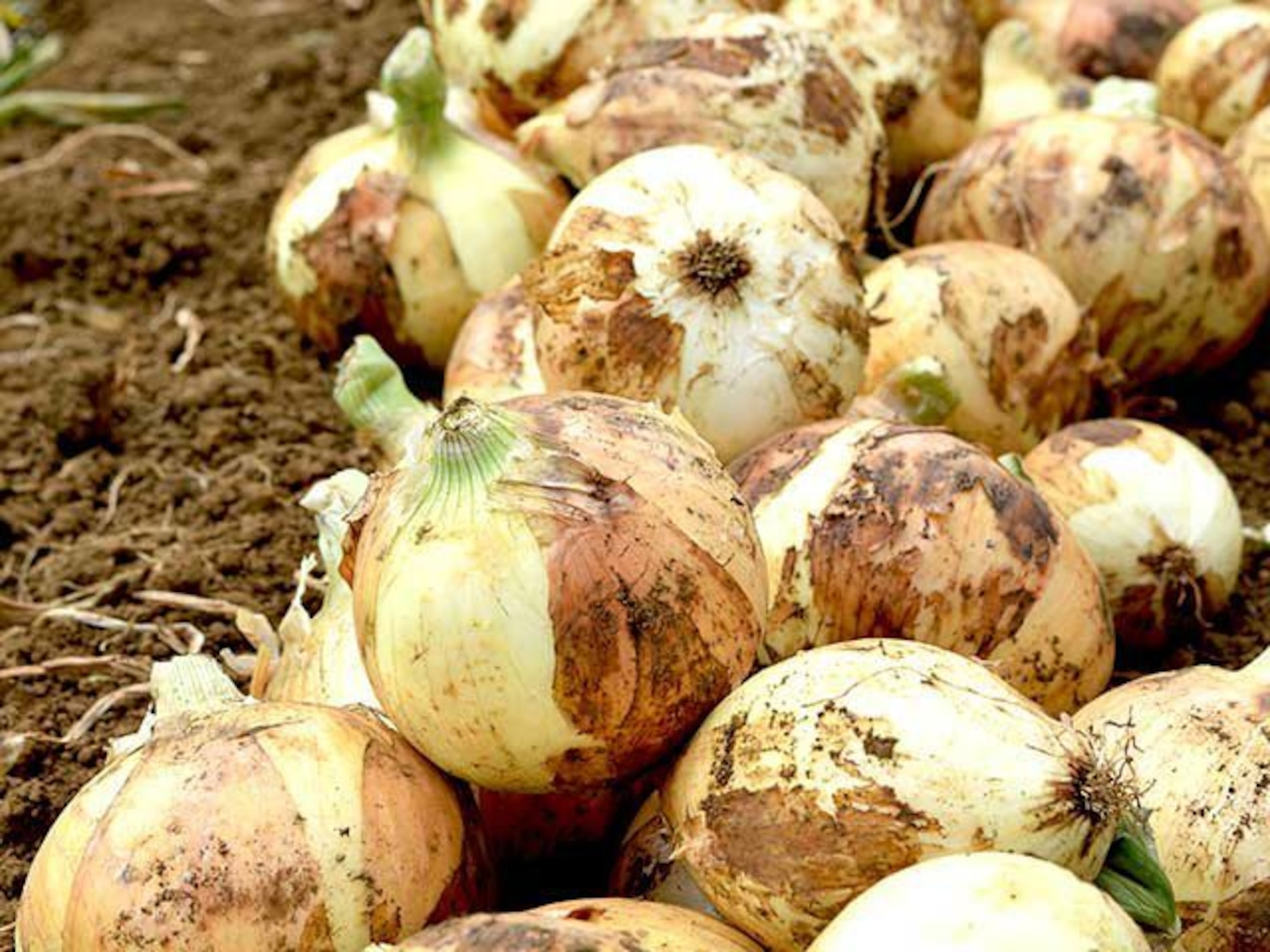 【新玉】下中玉ねぎ(5kg)