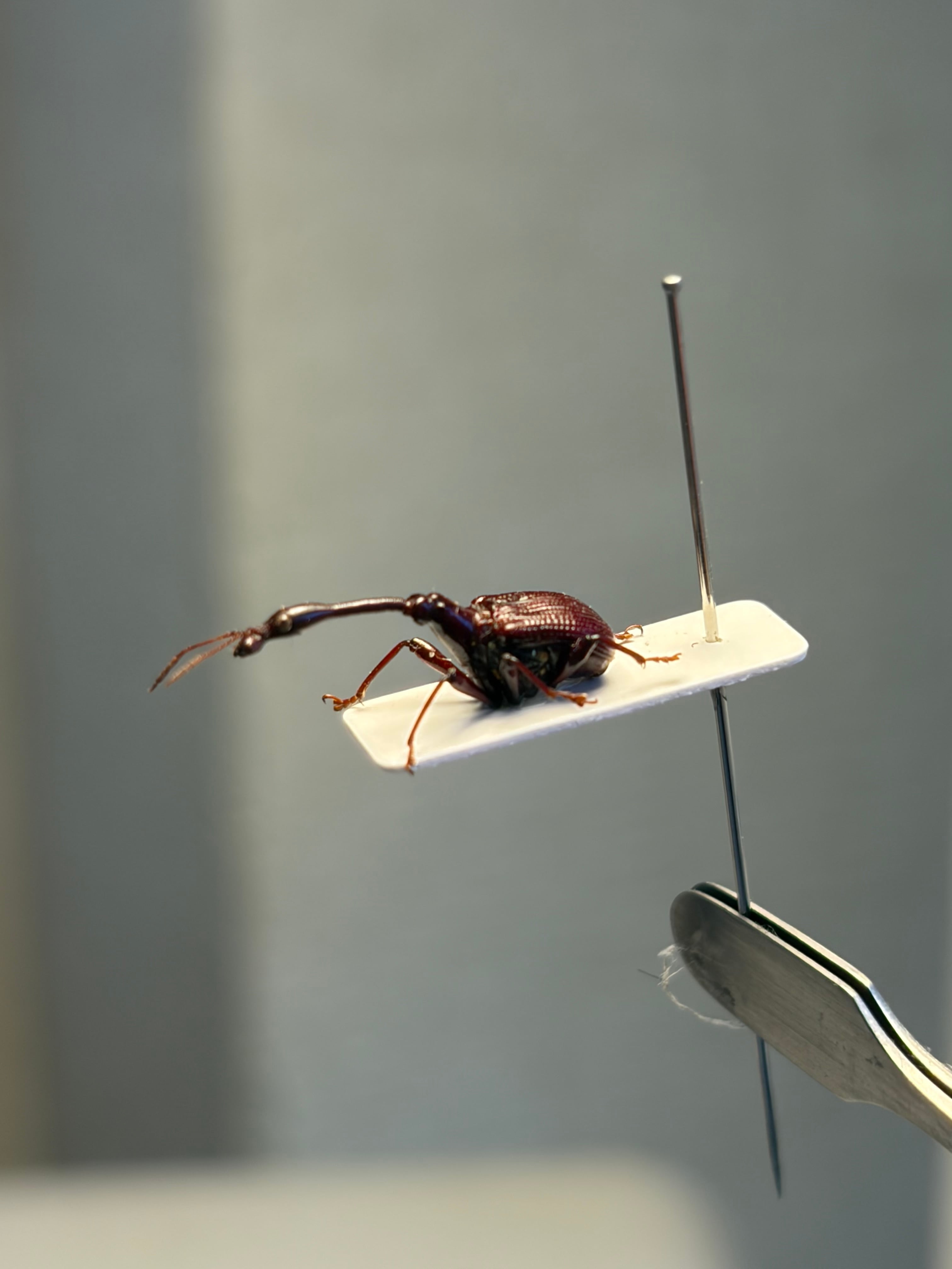 標本】ケンランカマキリ スパイダーマンティスレッドローチ