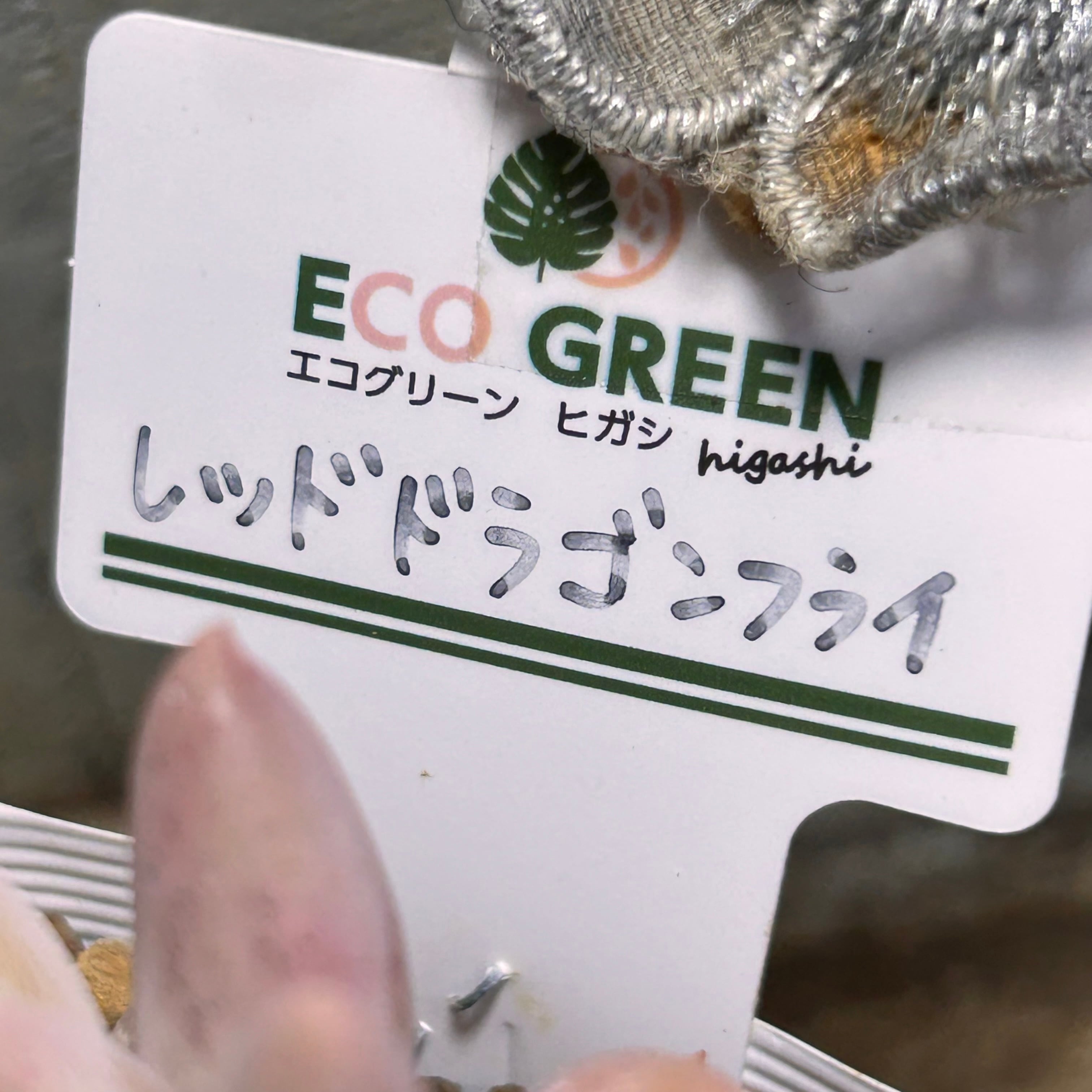 レッドドラゴンフライ | RuPo 多肉植物専門店