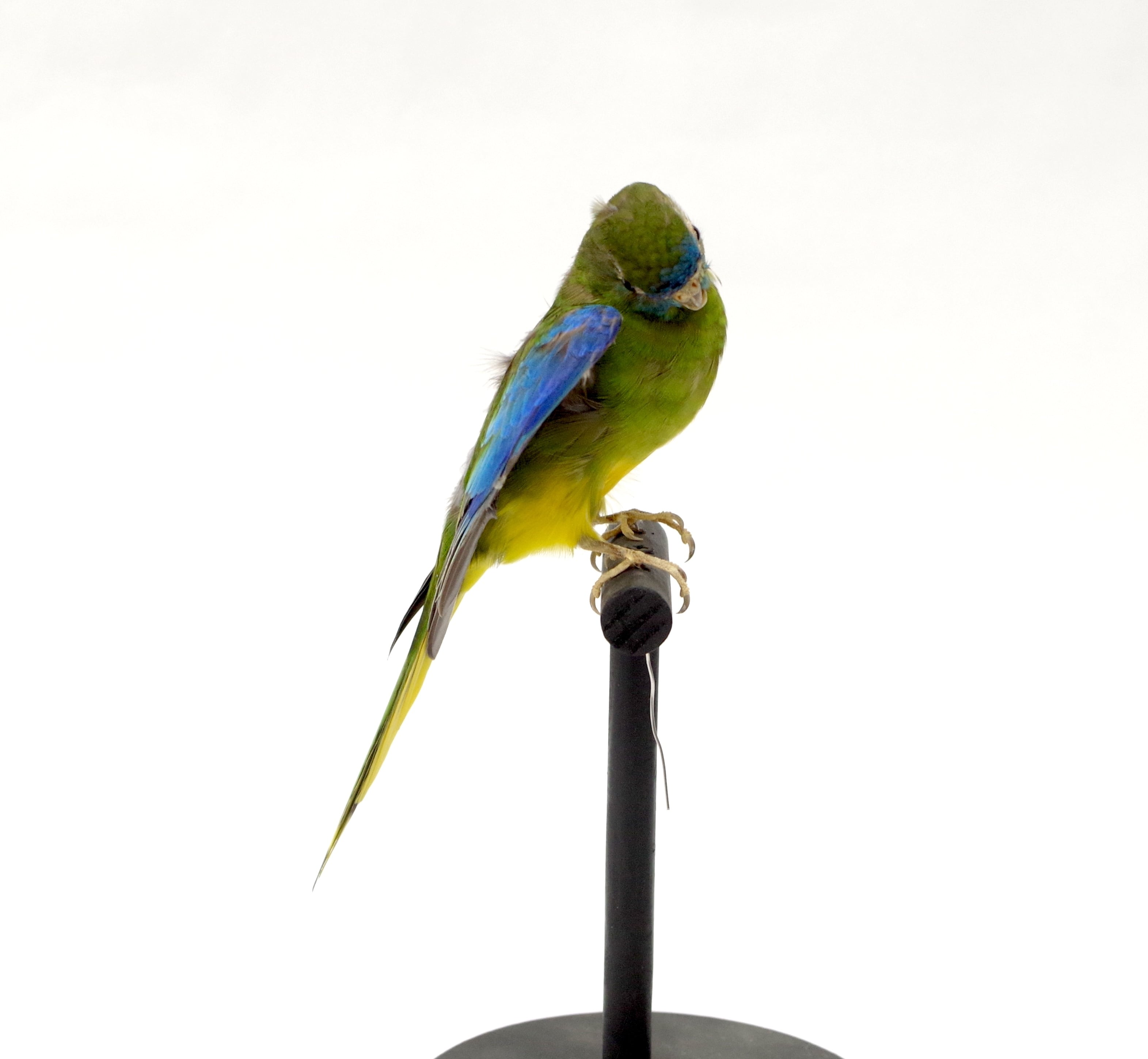 オグロインコの剥製 オグロインコの剥製 オグロインコの剥製 インコ・オウム | 鳥類 | 剥製