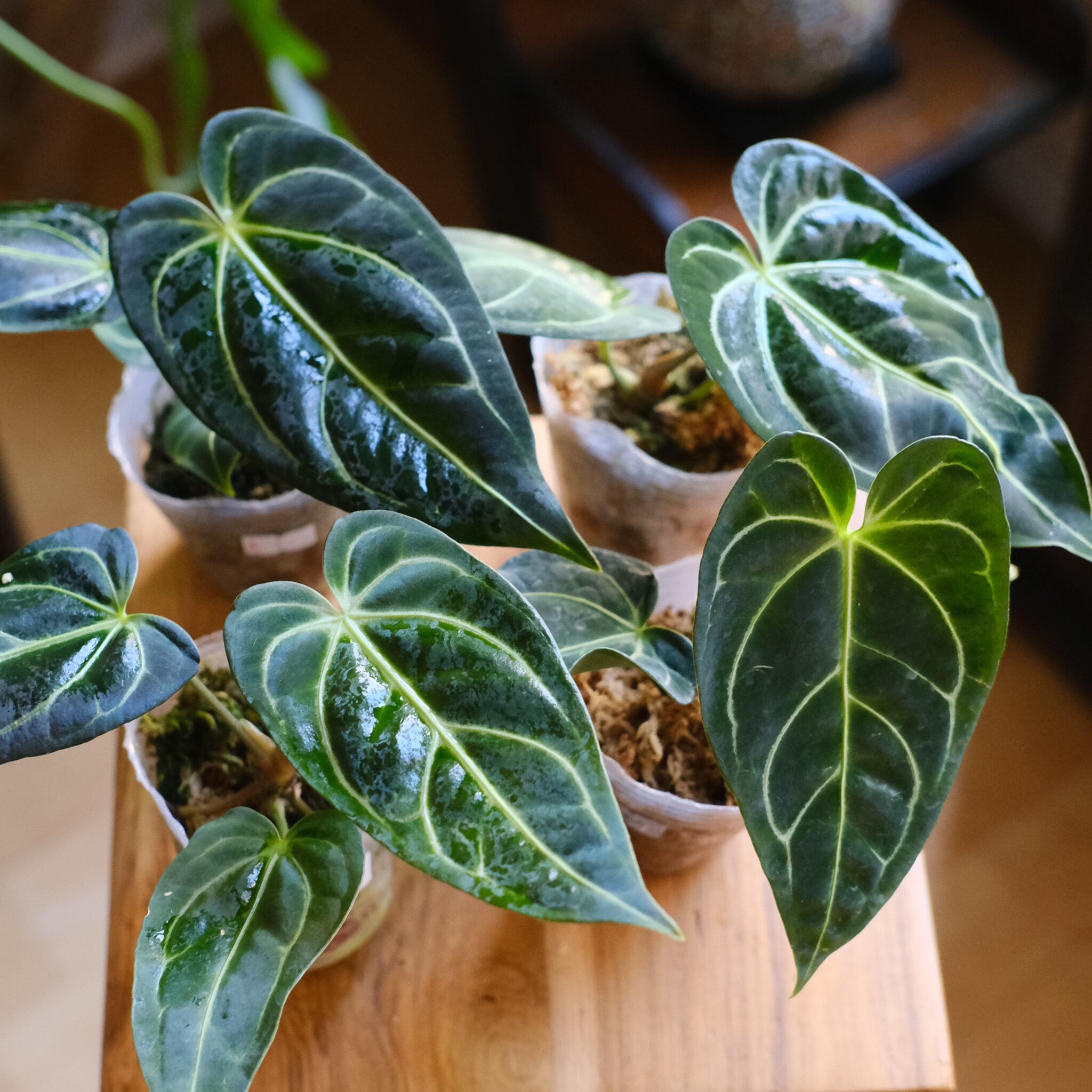 アンスリウム・レガレ（Anthurium regale）　② 🌱‪ アンスリウム レガレ Anthurium Regale 新葉展開記録‬