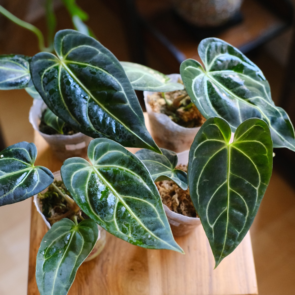 SELECT STOCK> Anthurium Regale｜アンスリウム・レガレ｜観葉植物 