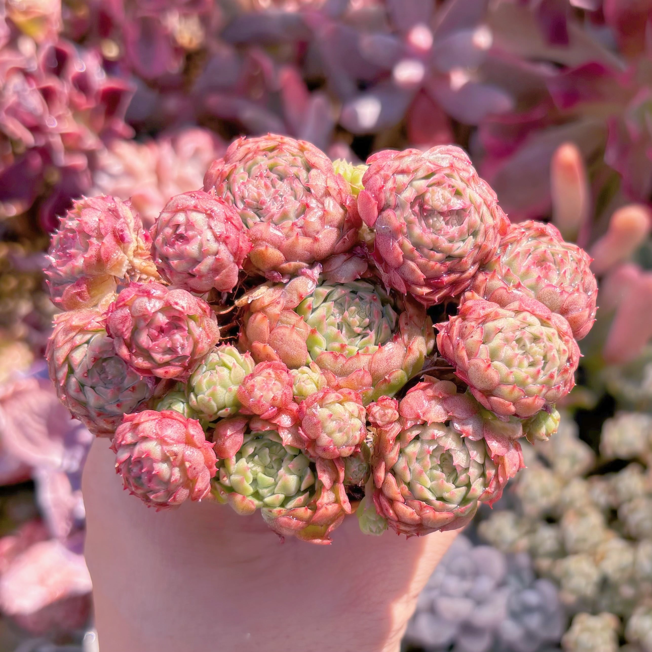 多肉植物　ハチミツボール(M)　群生　新入荷　るる農園