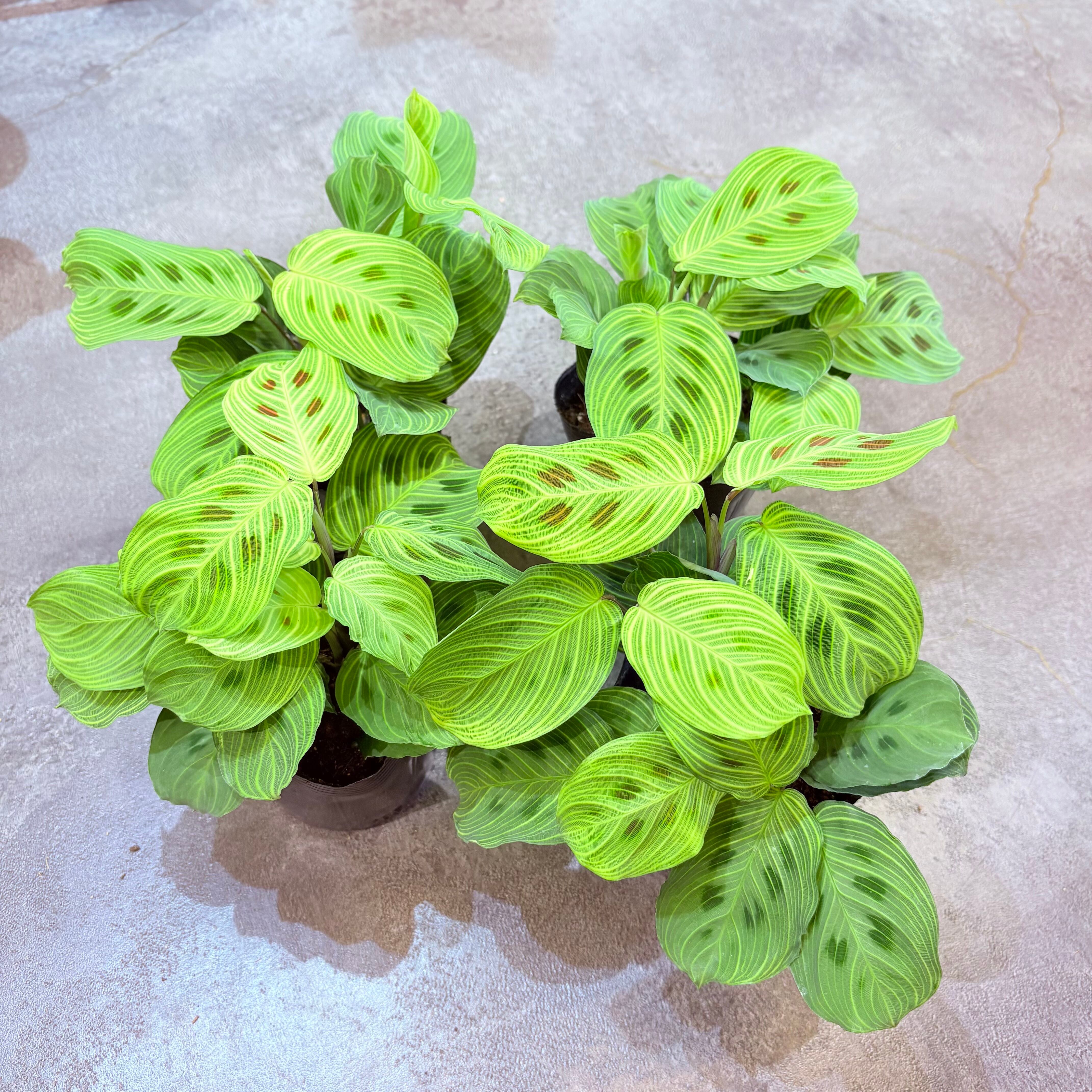 マランタ ライトベインズ 3.5号 | Green Vibes 宇都宮市の観葉植物専門店