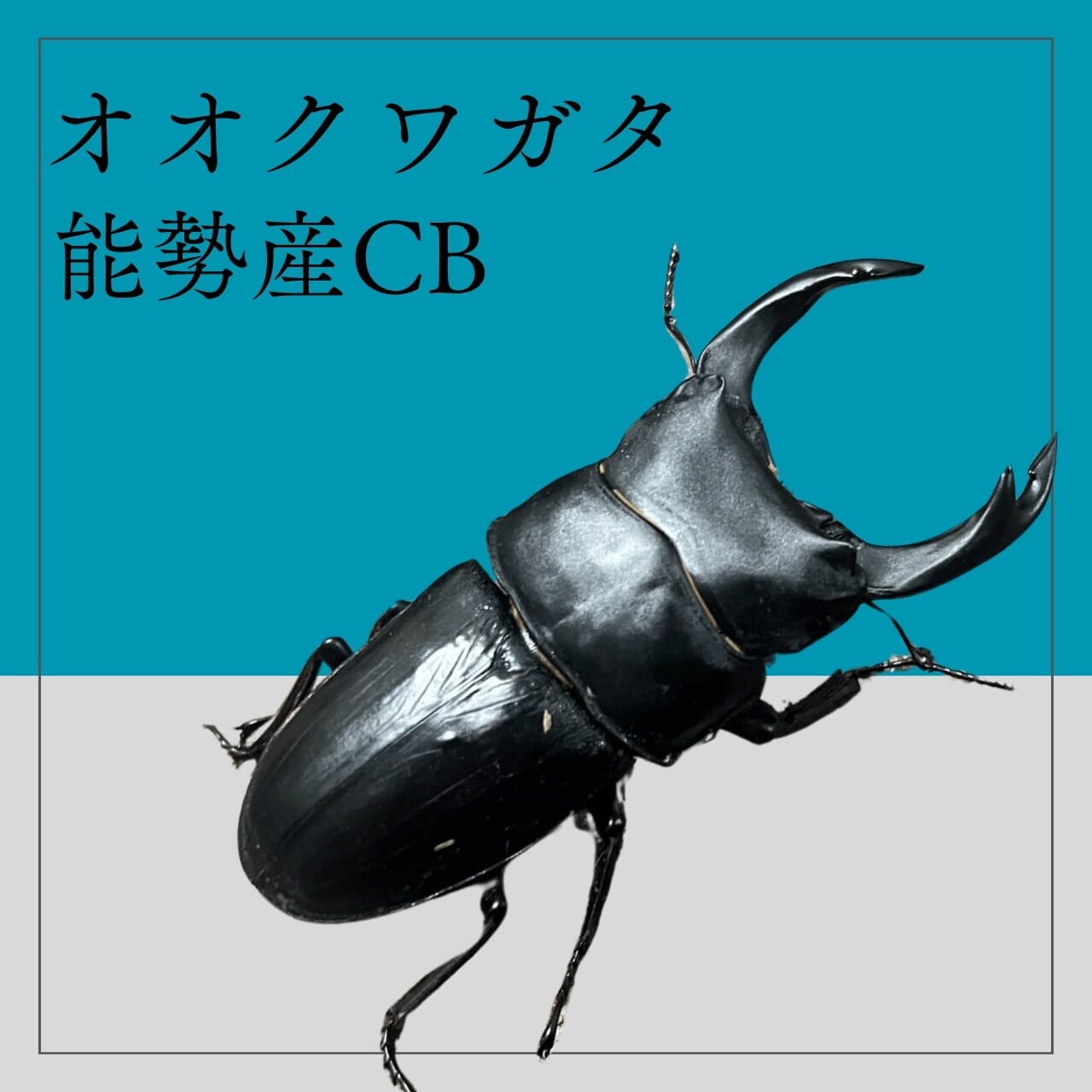 特大】オオクワガタ 能勢SR血統 ペア オス84.5mm | 輝心堂 最高級菌糸