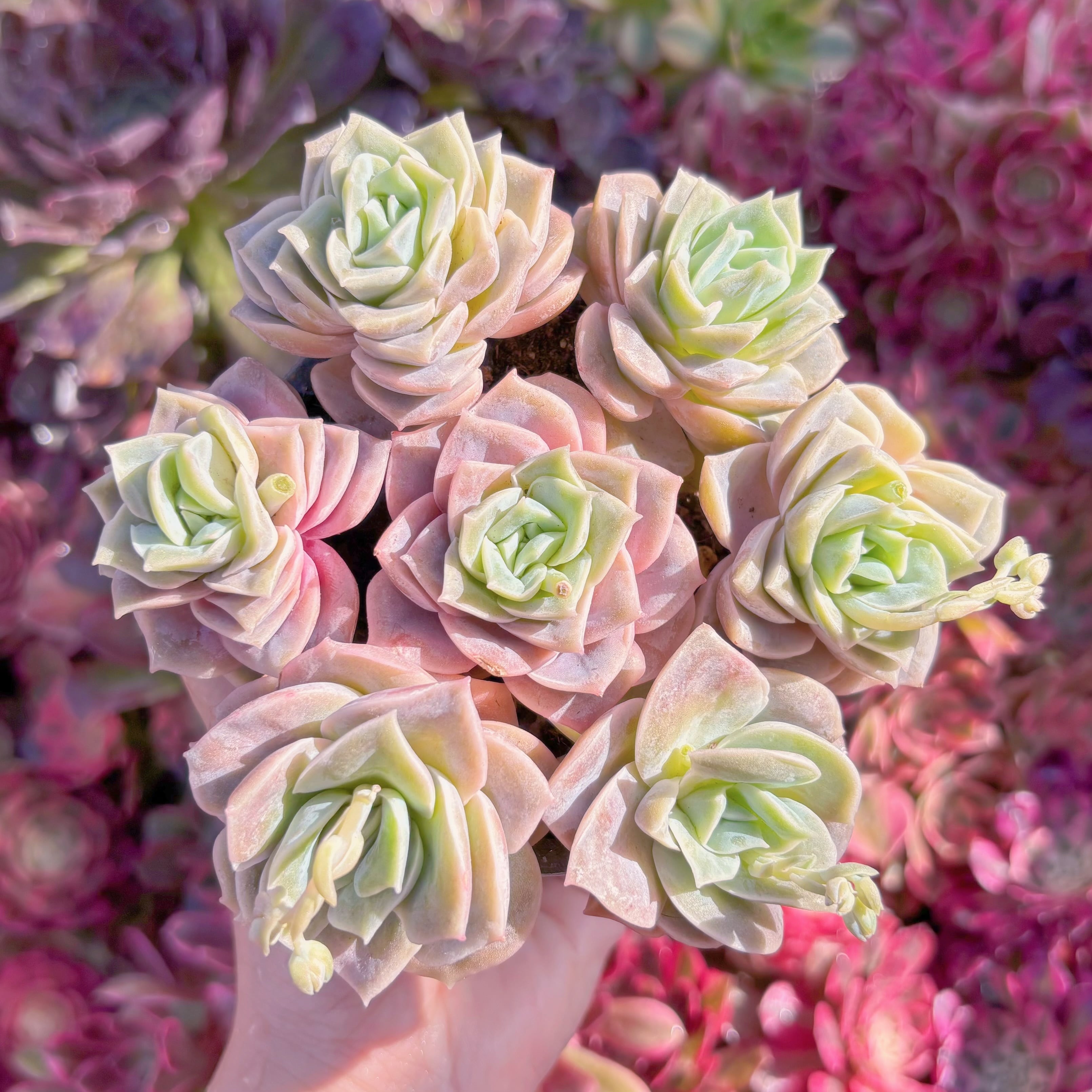 多肉植物　ピンクラブリーローズ(7苗)　新入荷　るる農園