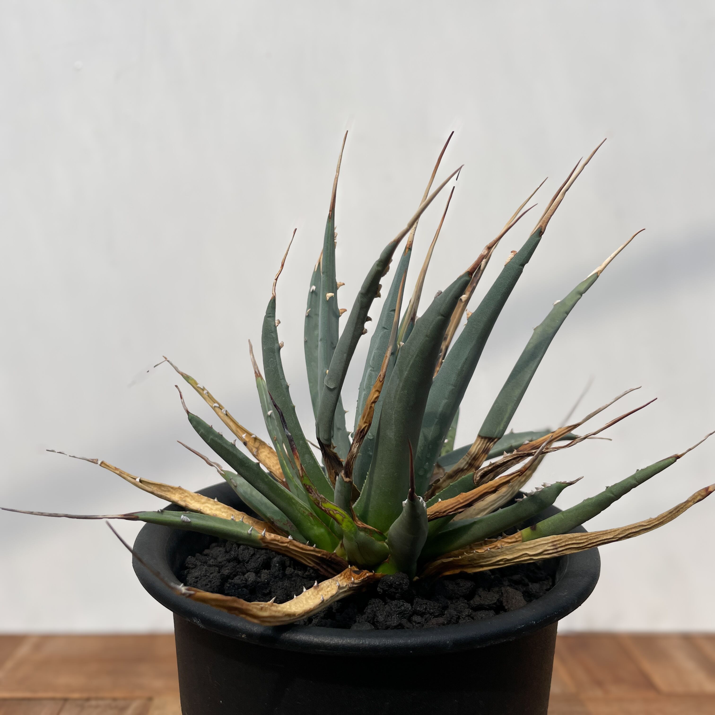 Agave utahensis var. eborispina 【アガベ・ユタエンシス
